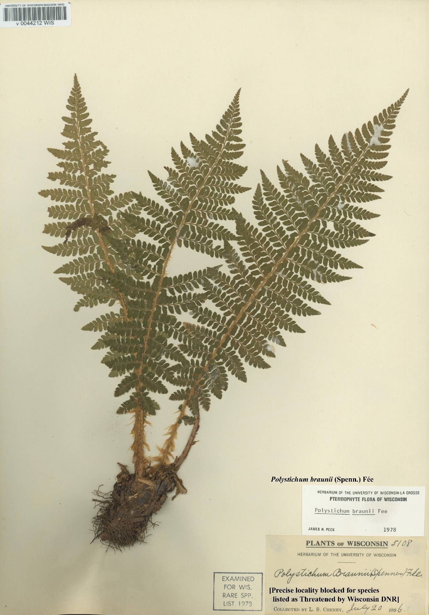 Polystichum braunii image