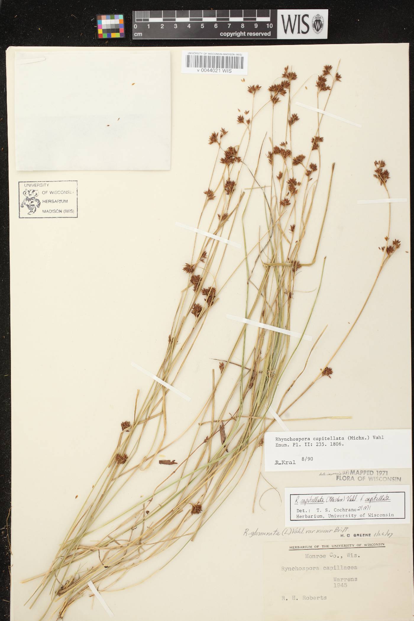Rhynchospora capitellata image