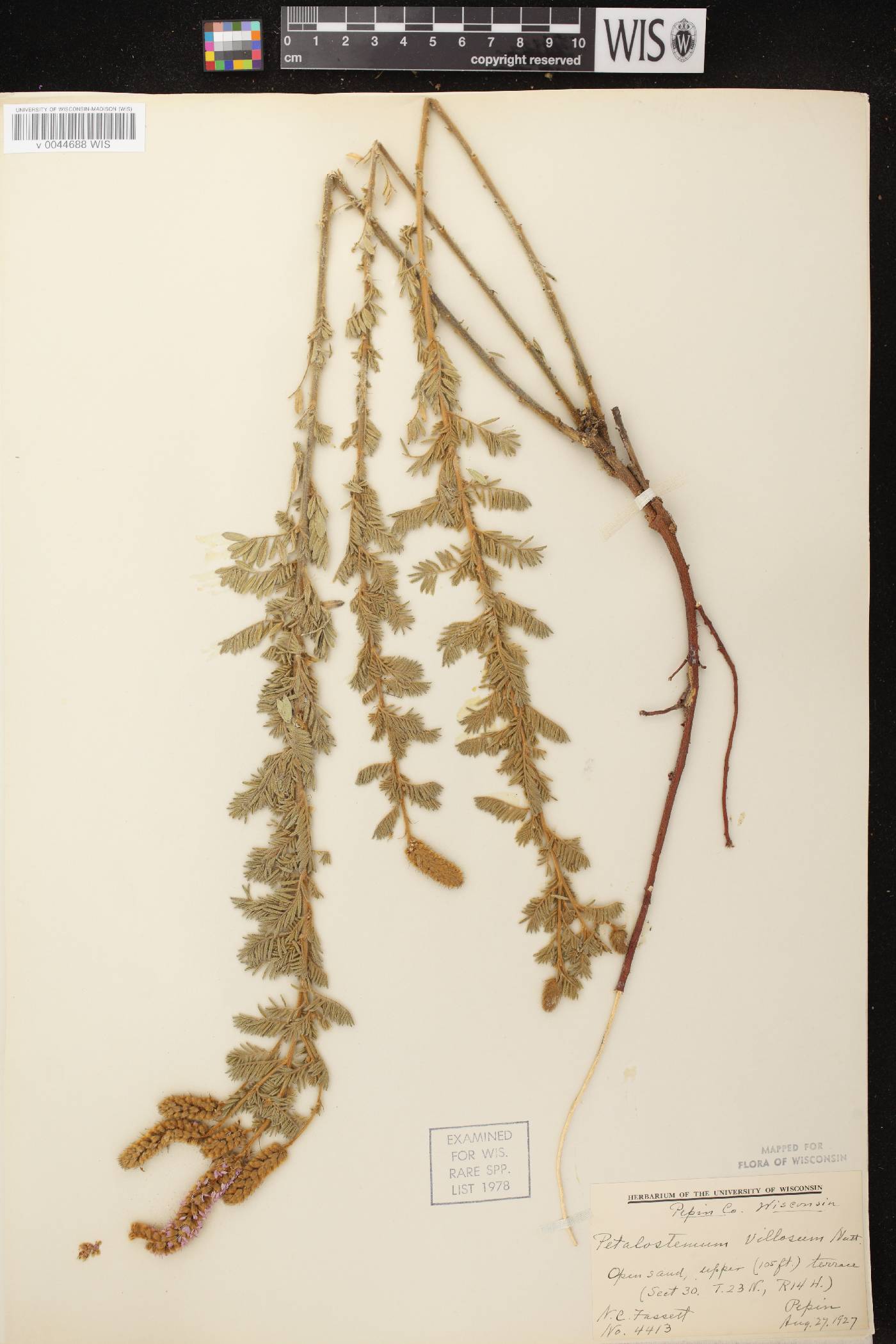 Dalea villosa var. villosa image