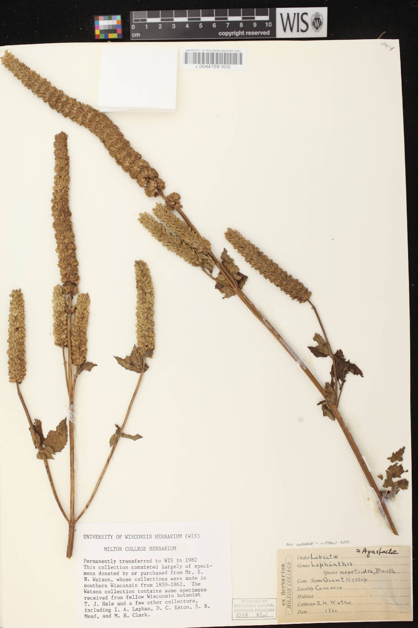 Agastache nepetoides image