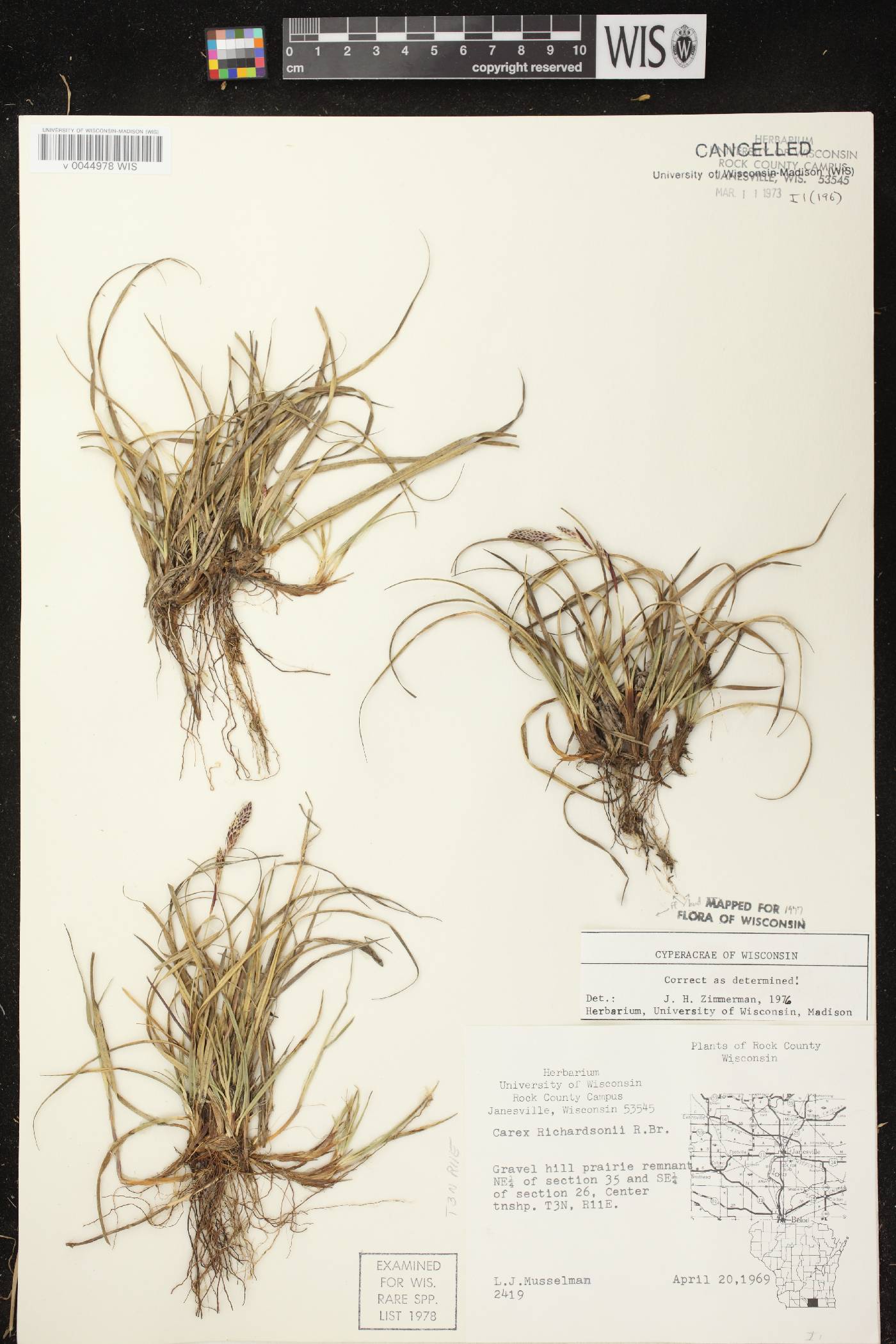 Carex richardsonii image