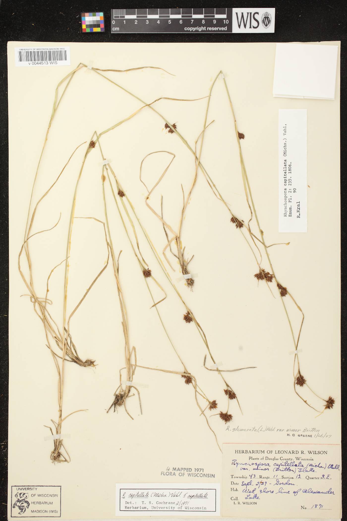 Rhynchospora capitellata image