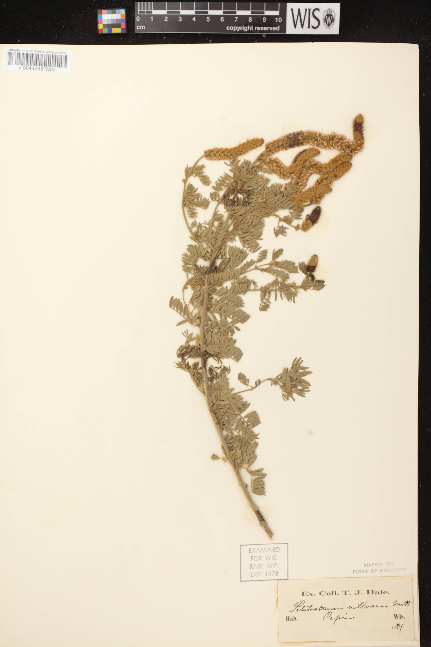 Dalea villosa var. villosa image