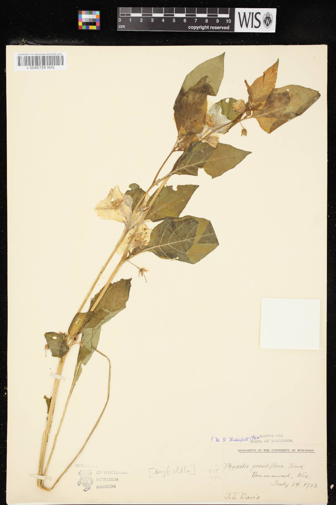 Leucophysalis grandiflora image