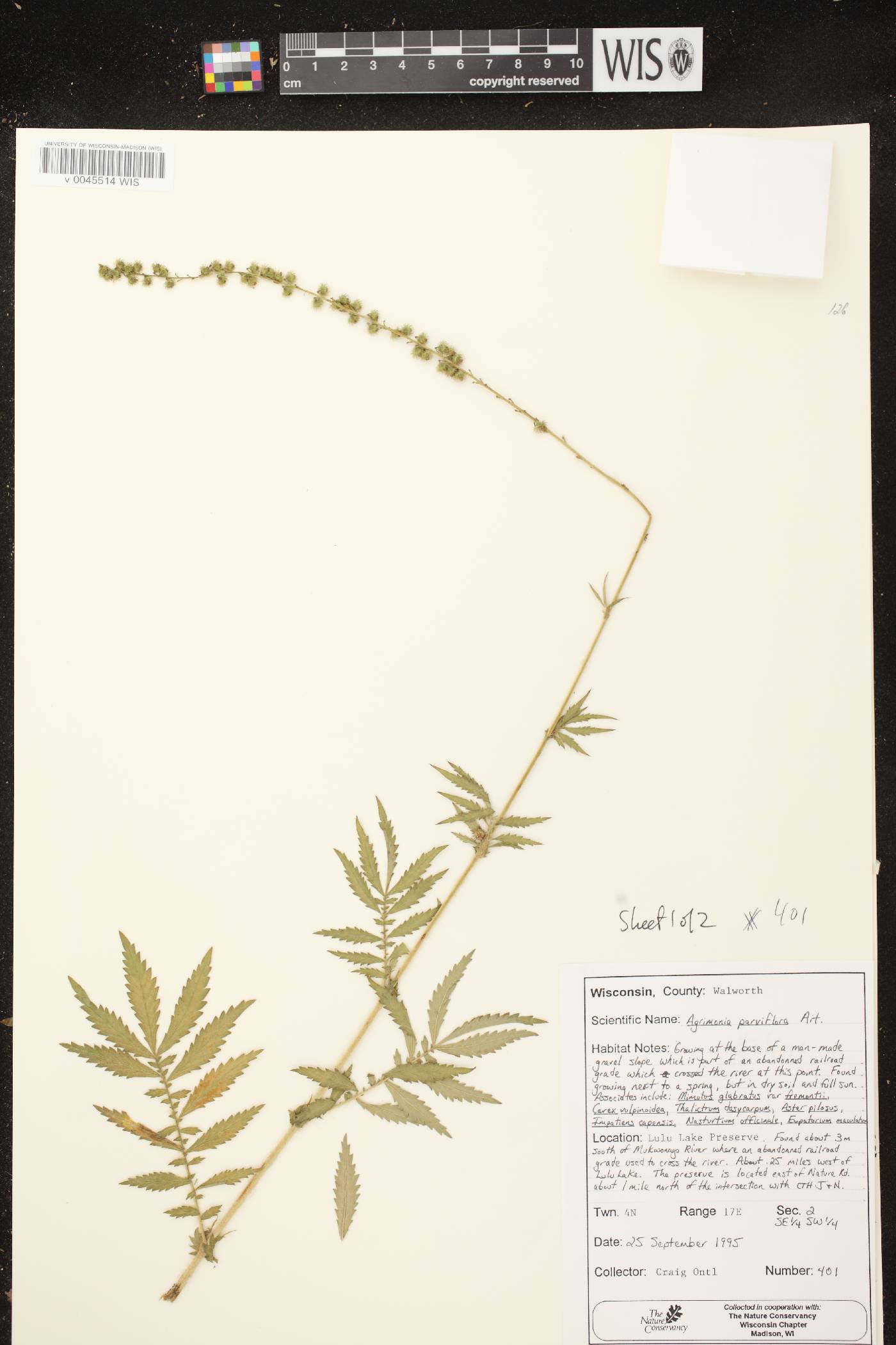 Agrimonia parviflora image