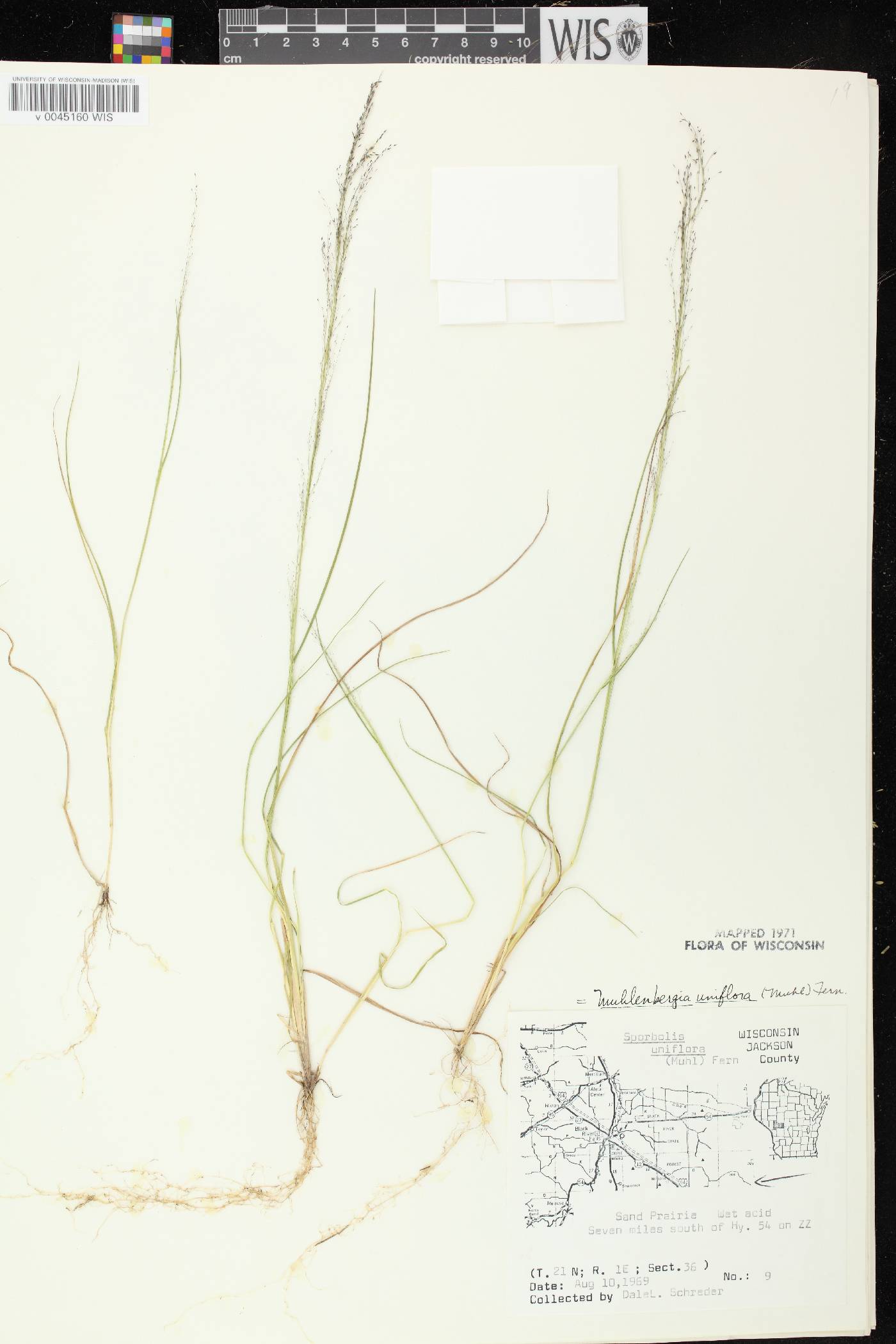 Muhlenbergia uniflora image