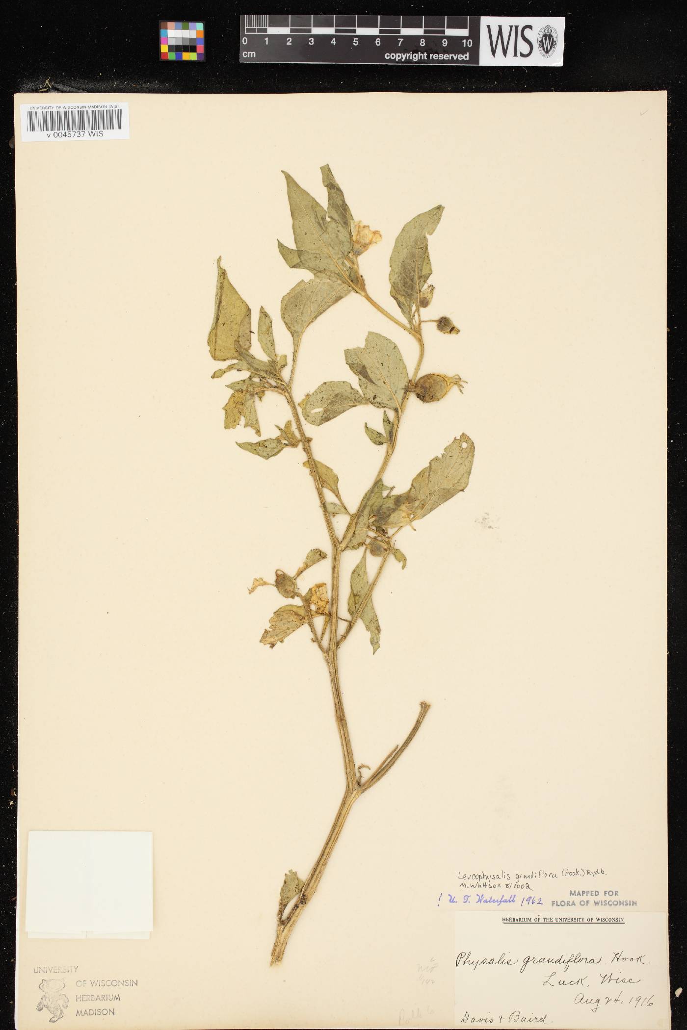 Leucophysalis grandiflora image
