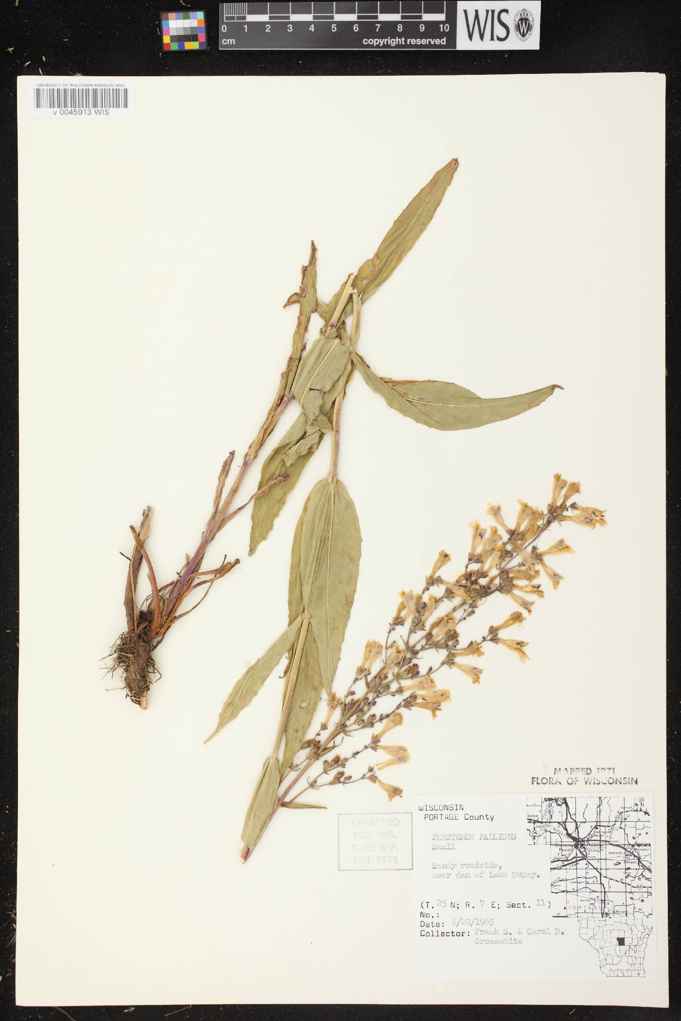 Penstemon pallidus image