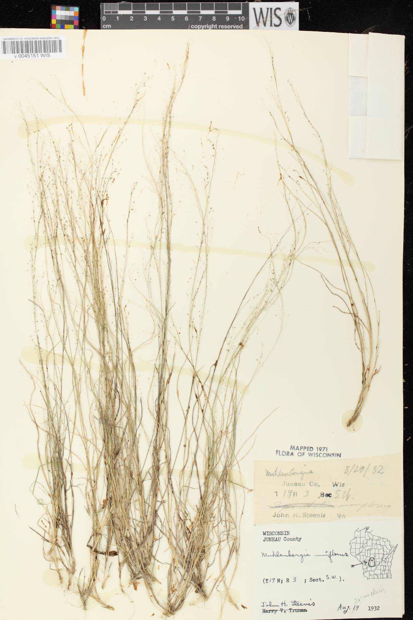 Muhlenbergia uniflora image