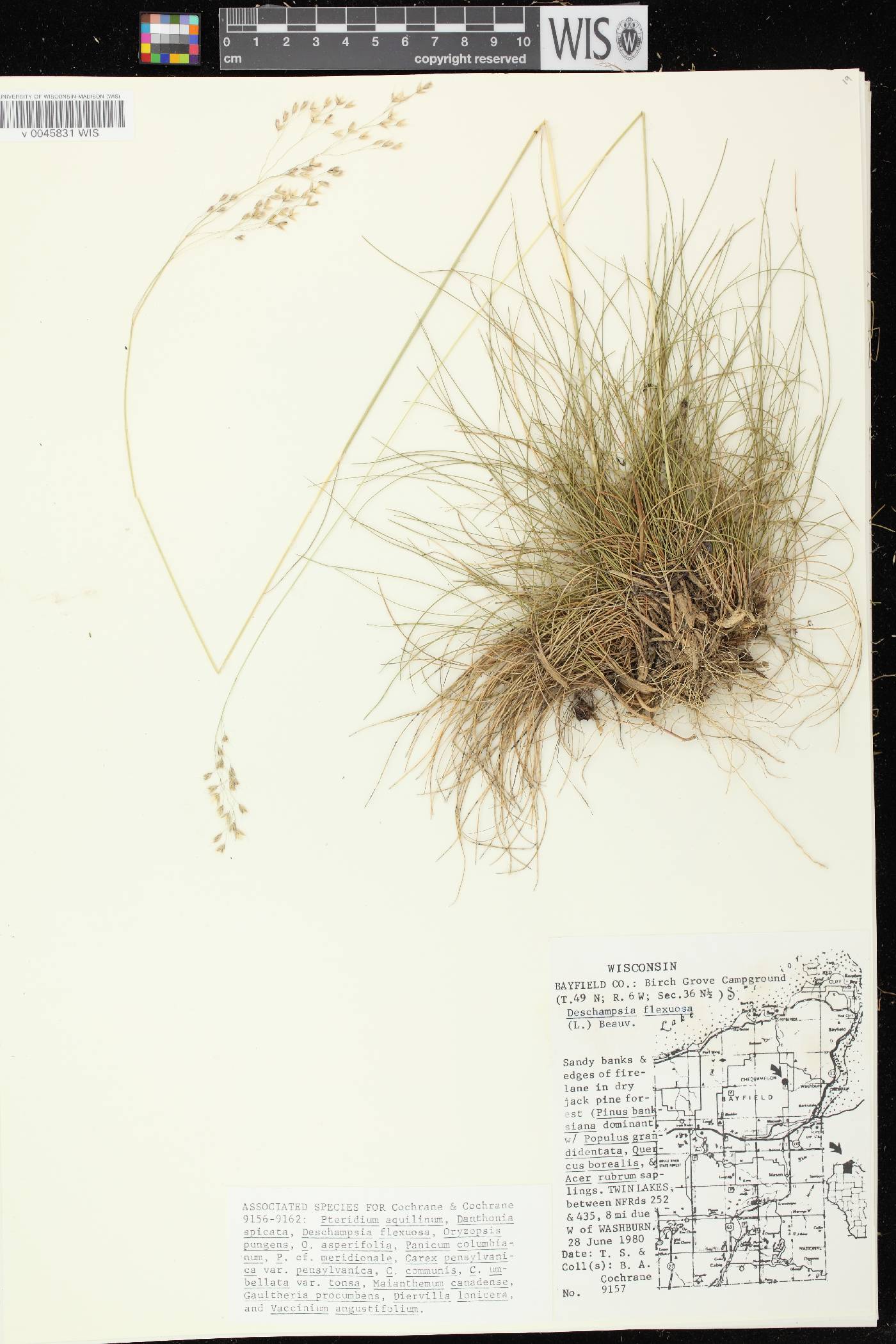 Avenella flexuosa image