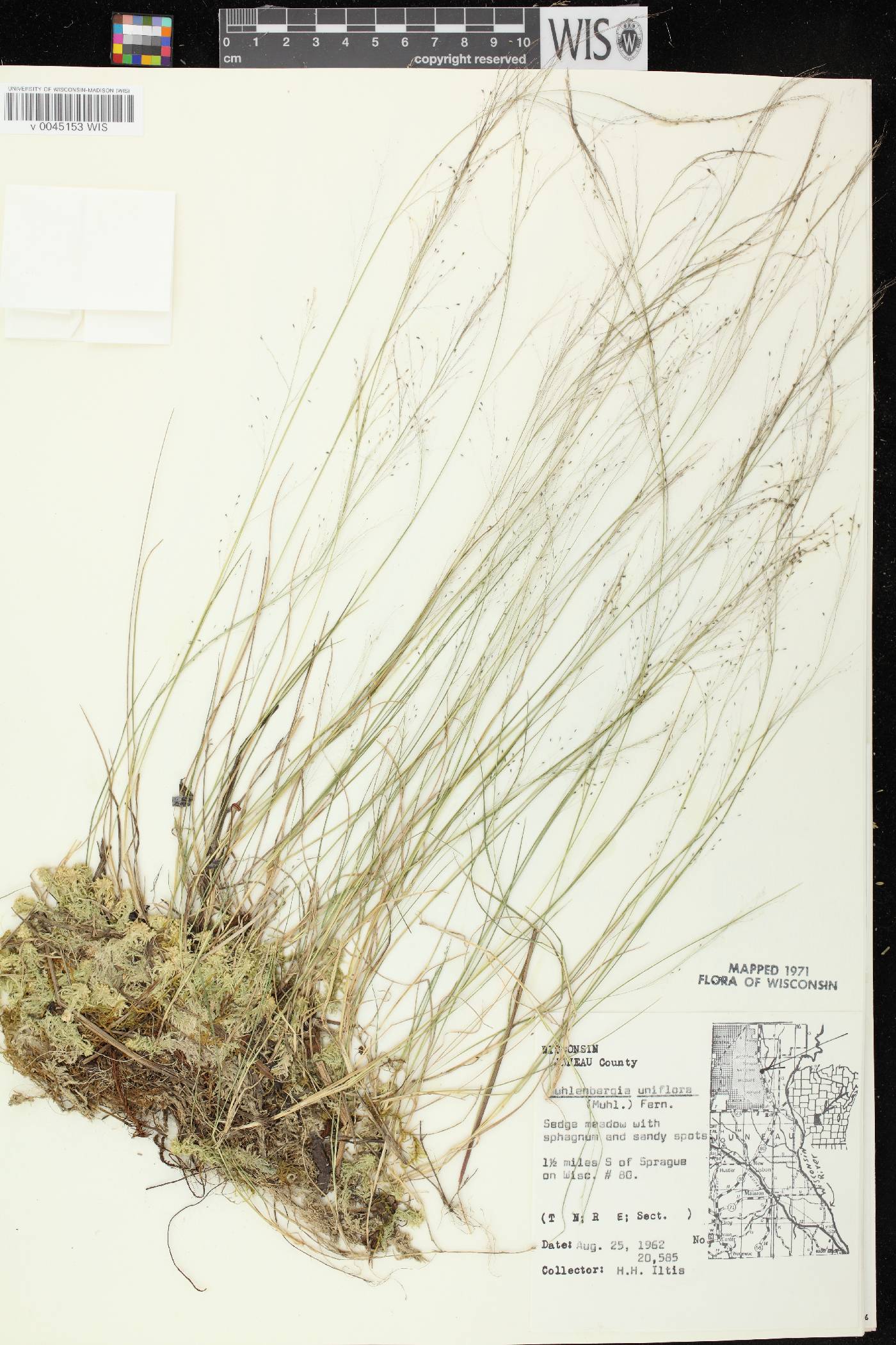 Muhlenbergia uniflora image