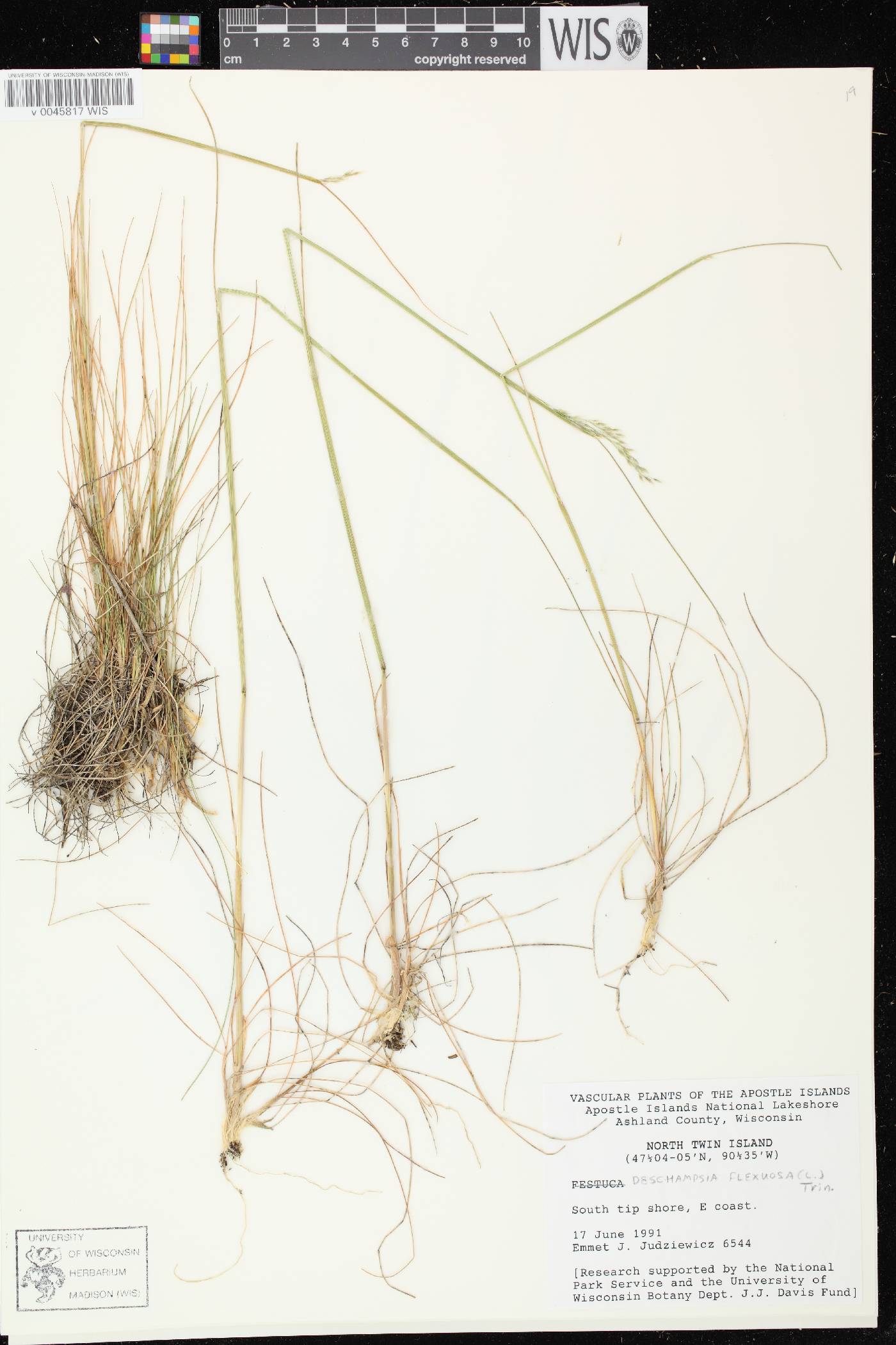Avenella flexuosa image