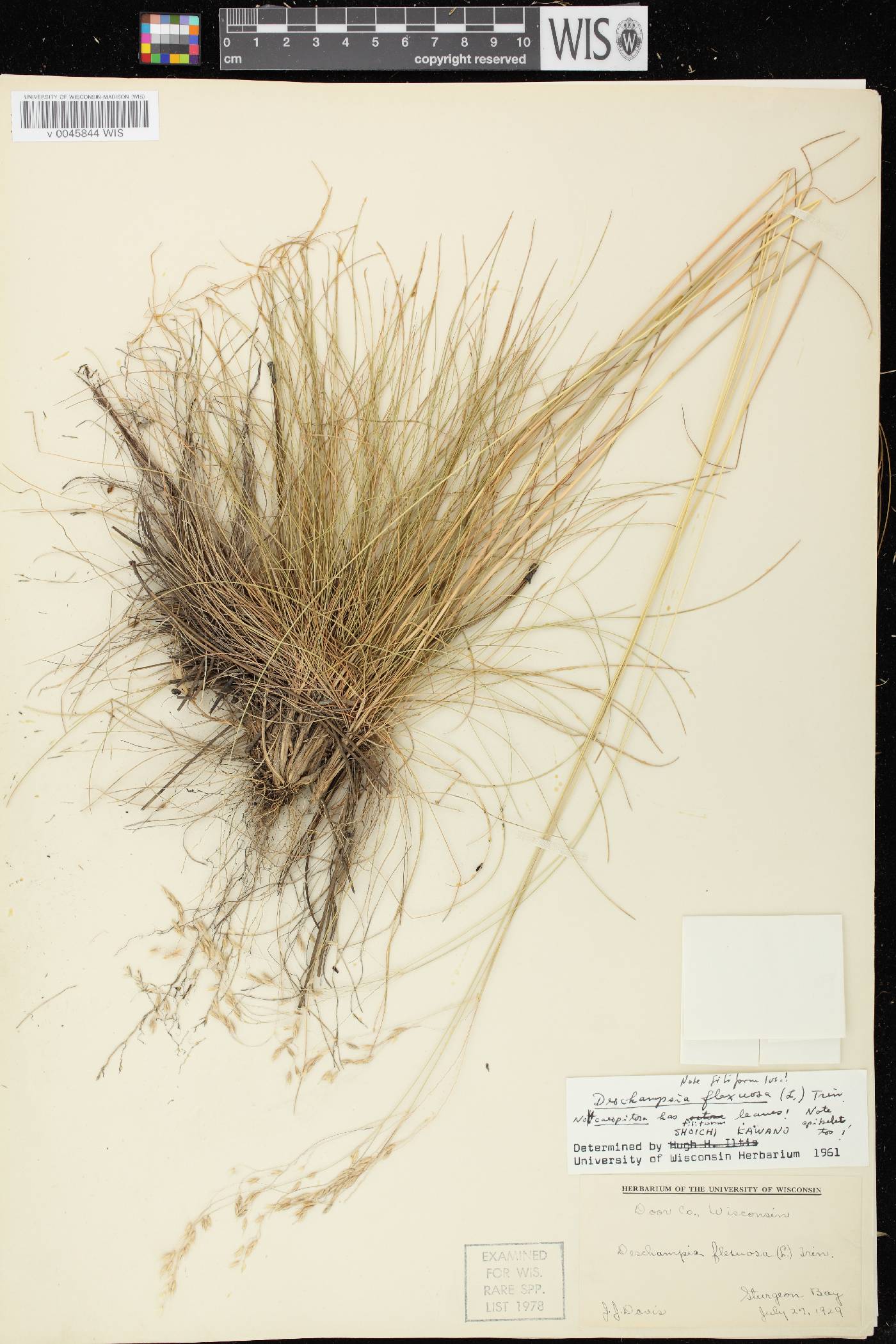 Avenella flexuosa image