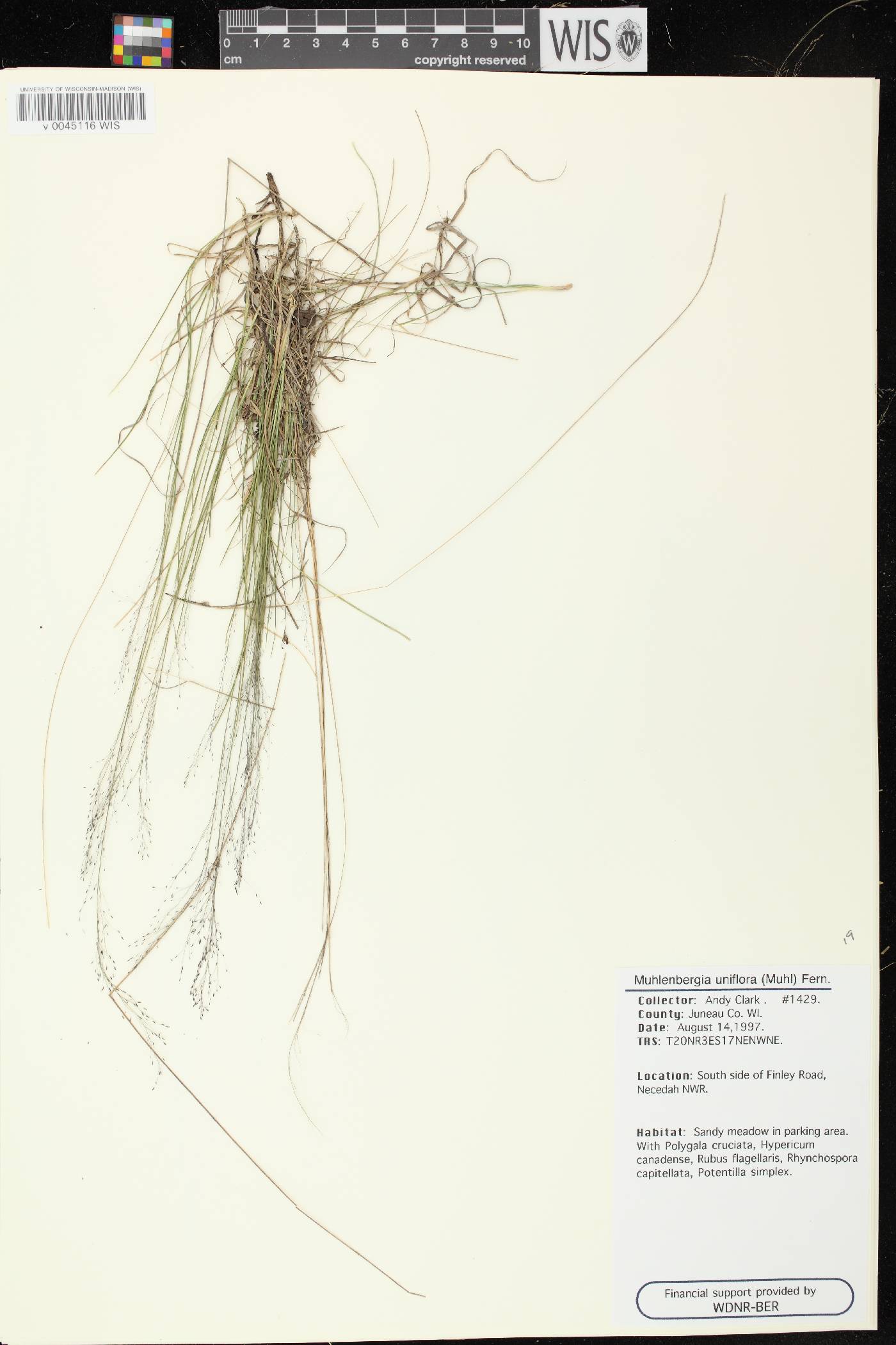 Muhlenbergia uniflora image