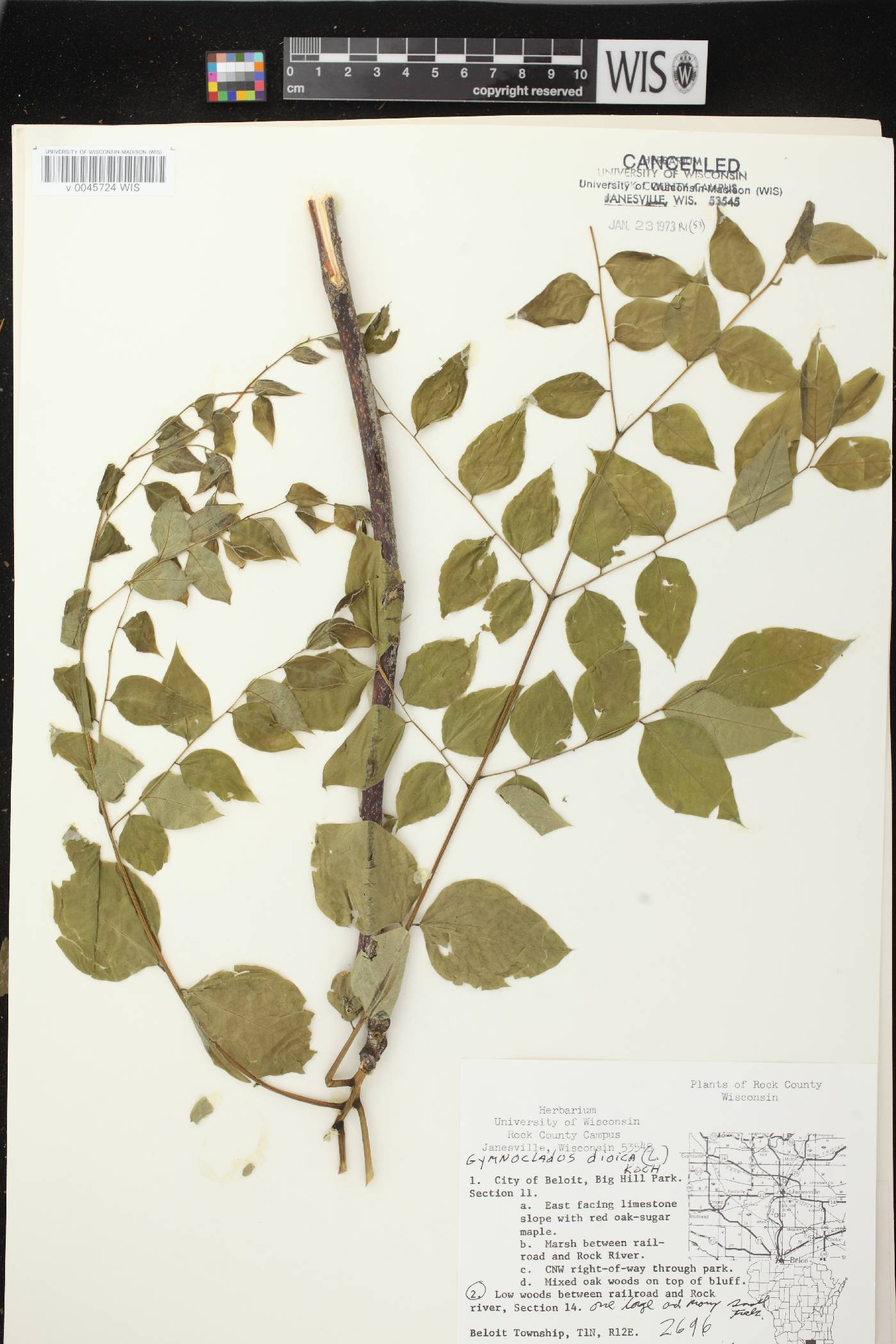 Gymnocladus dioicus image