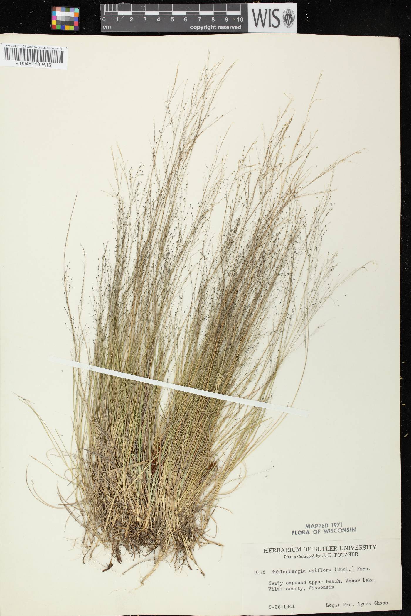 Muhlenbergia uniflora image
