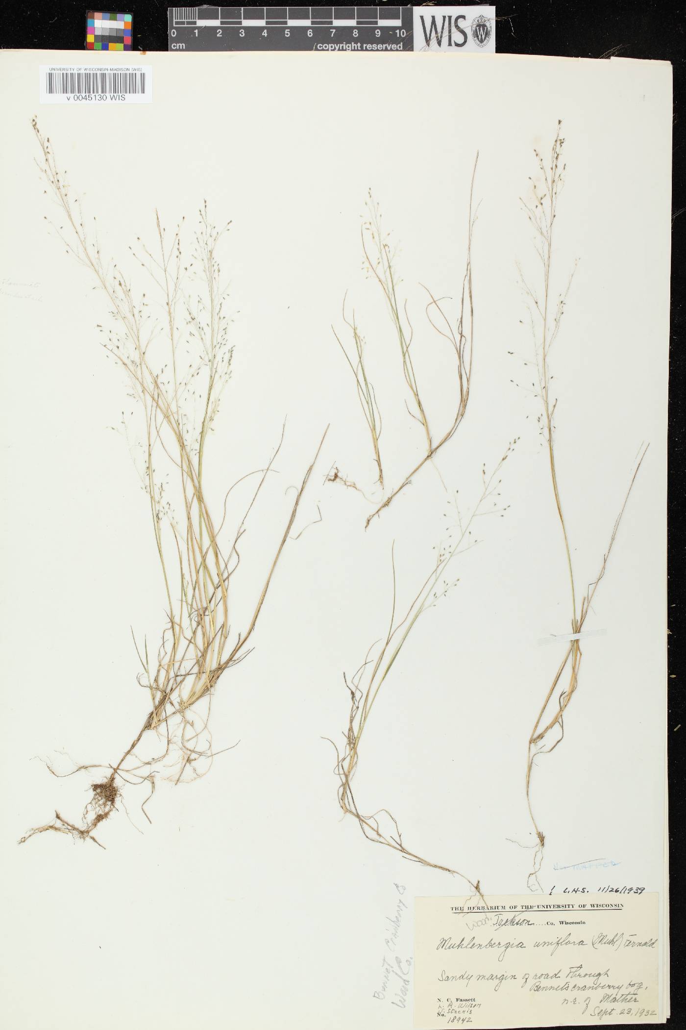 Muhlenbergia uniflora image