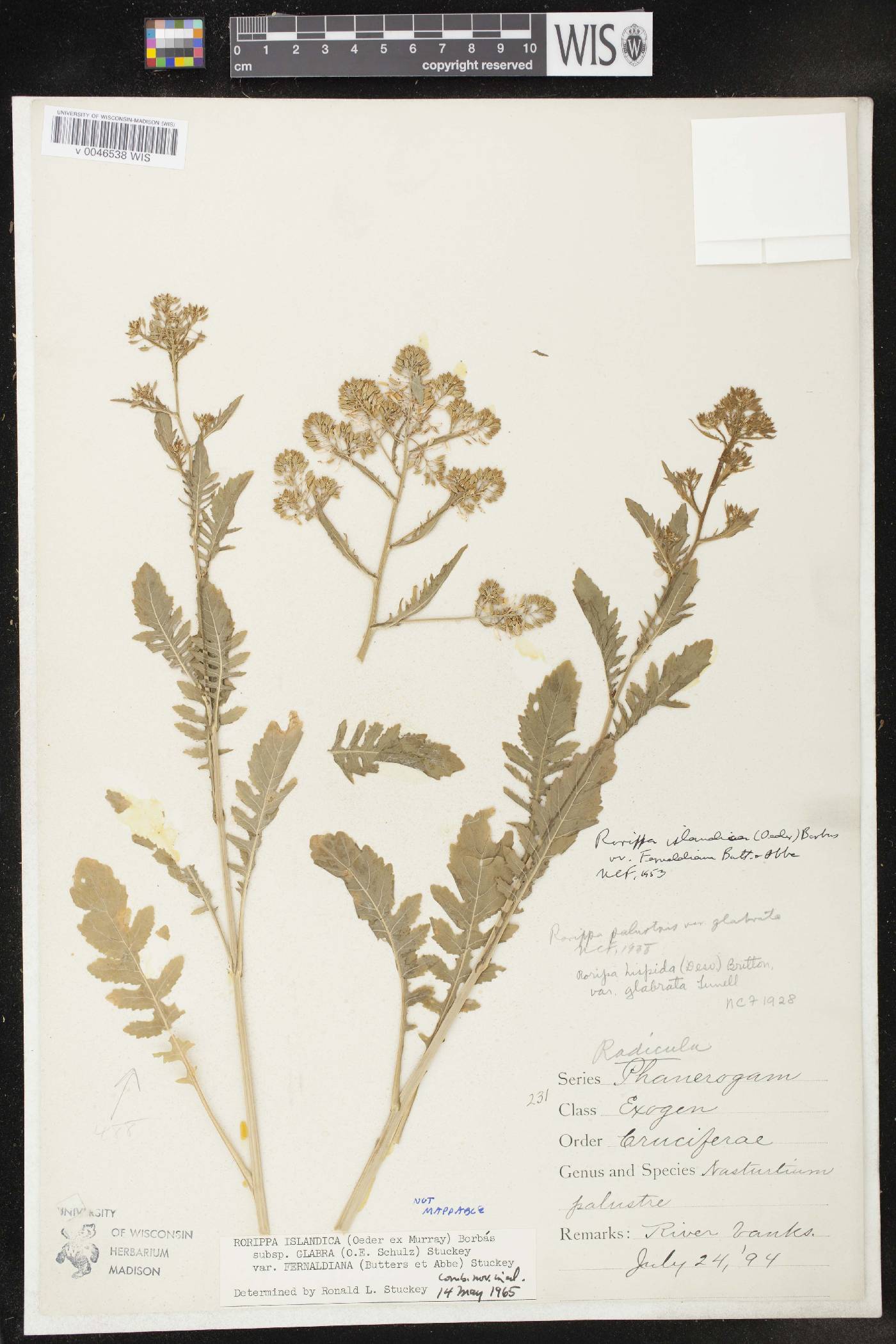 Rorippa palustris image