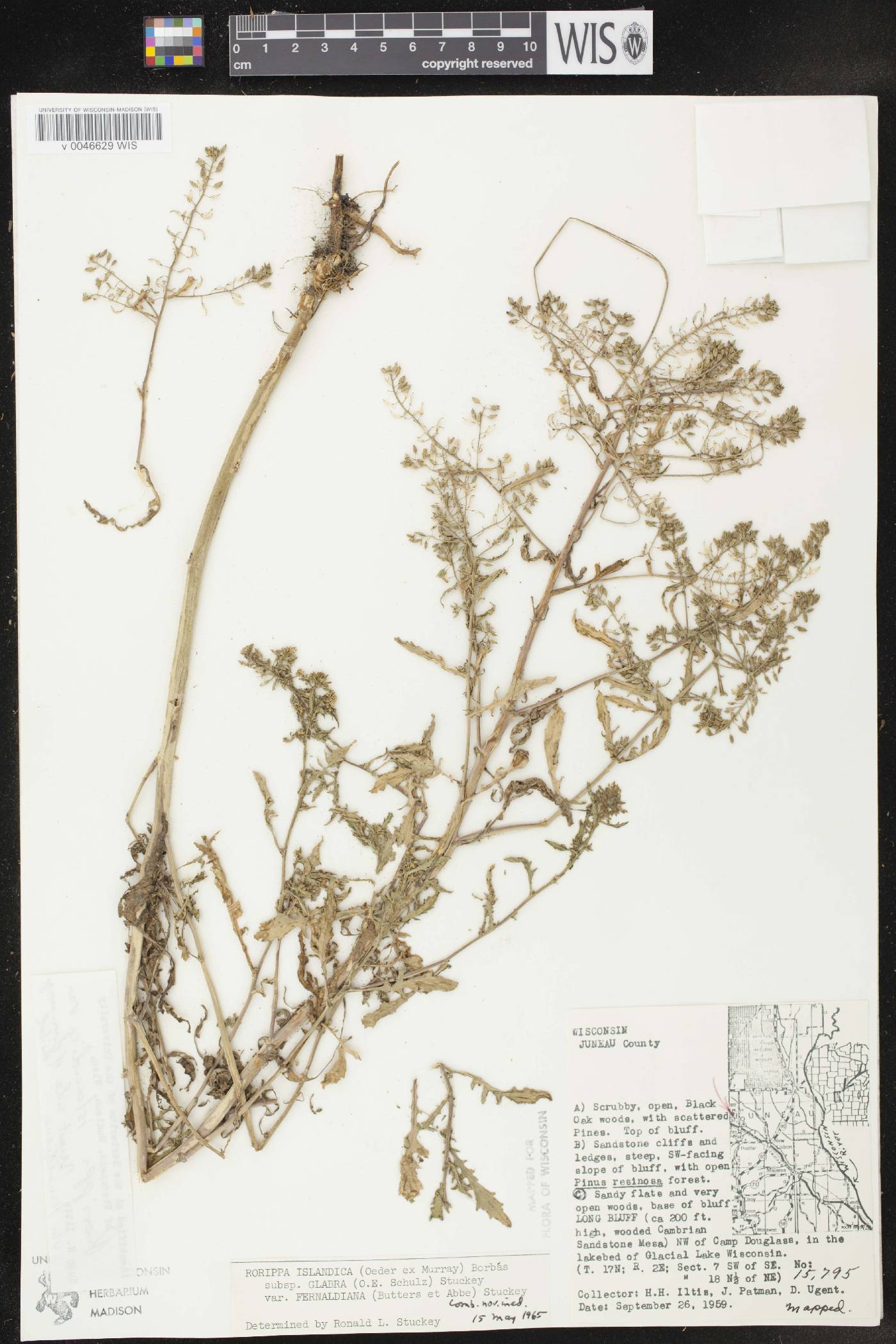 Rorippa palustris subsp. palustris image