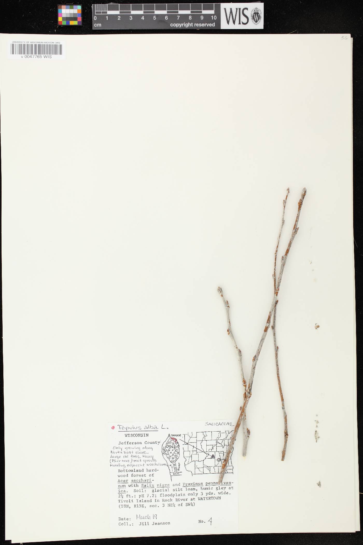 Populus alba image