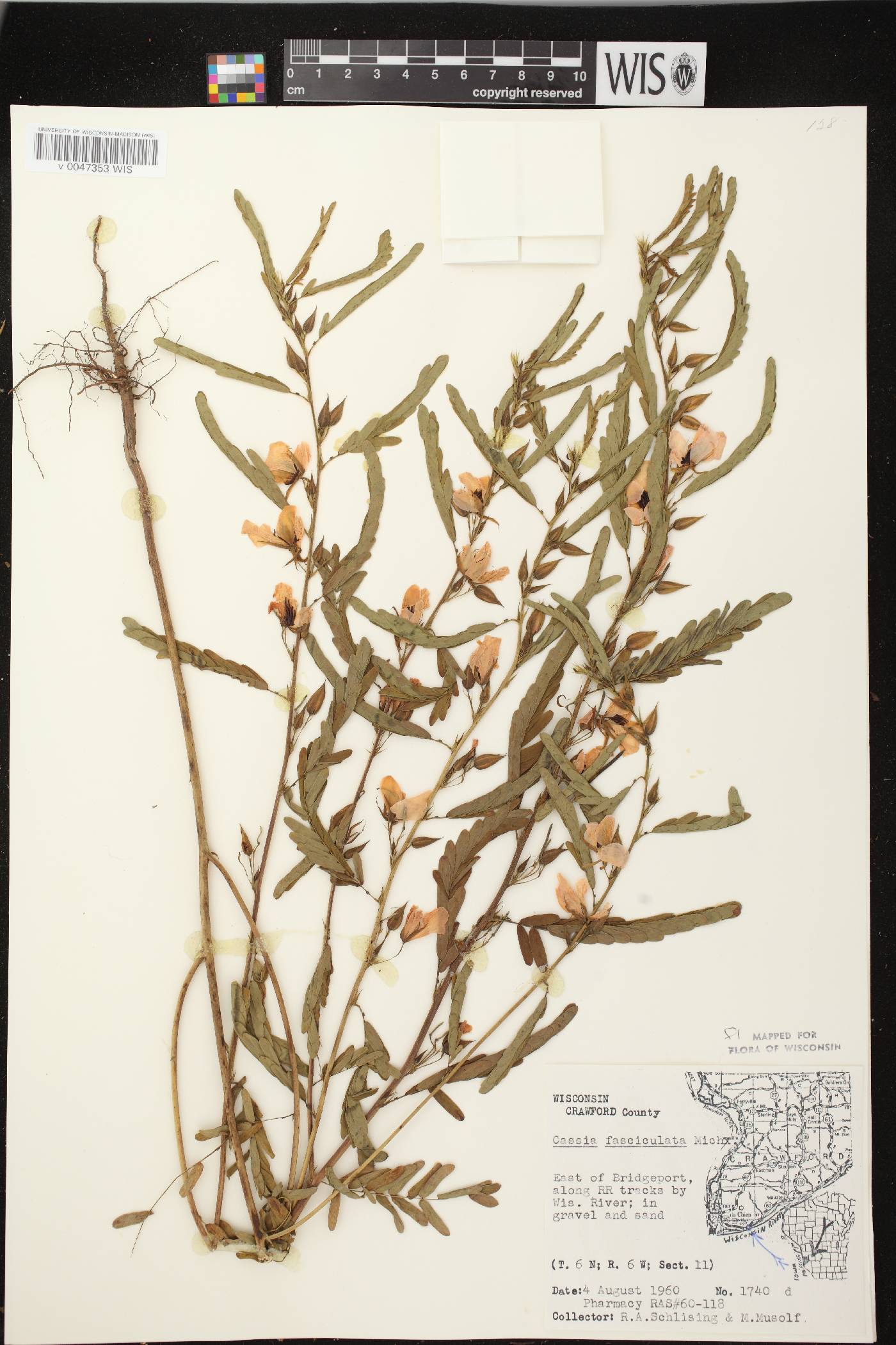 Chamaecrista fasciculata image