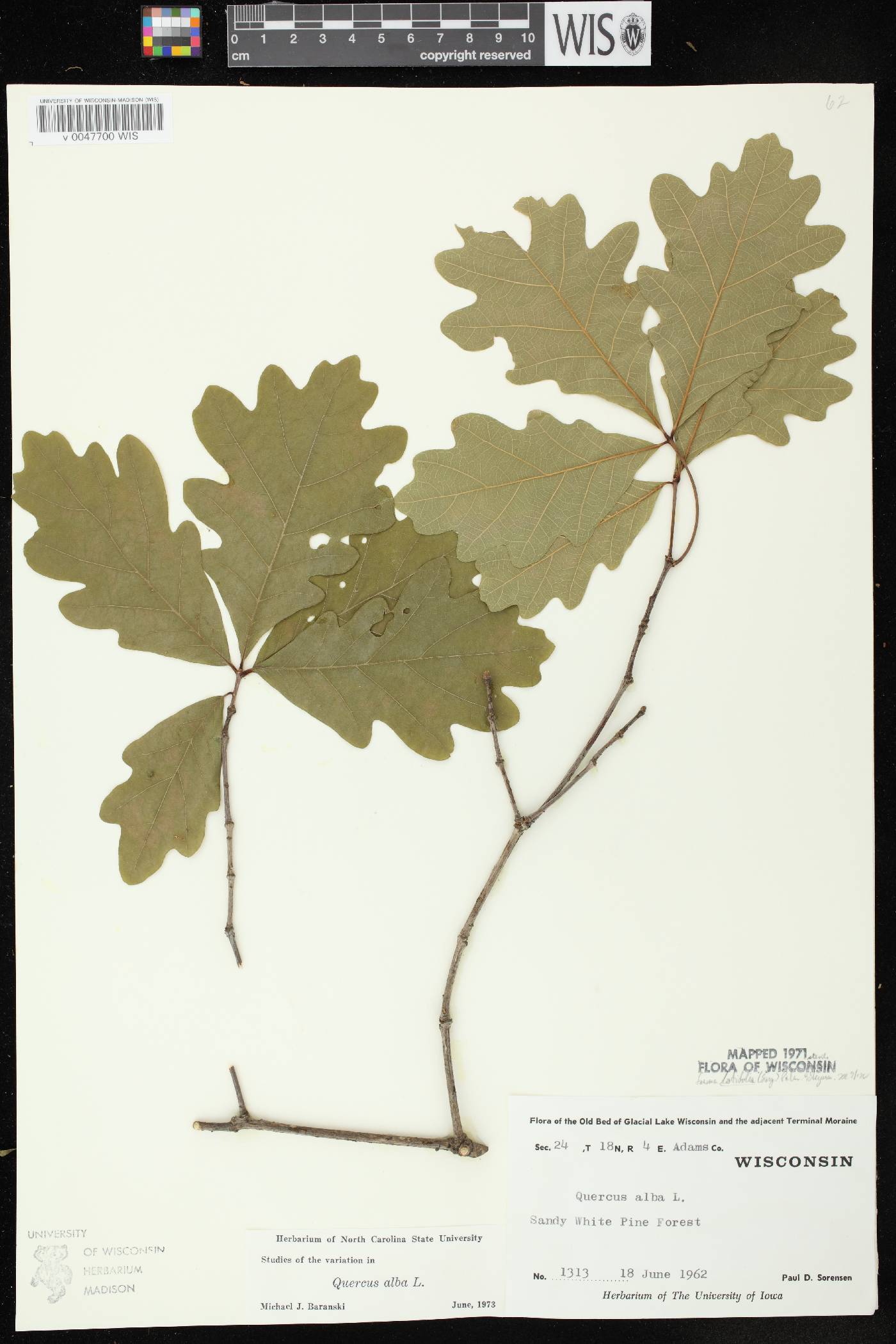 Quercus alba image