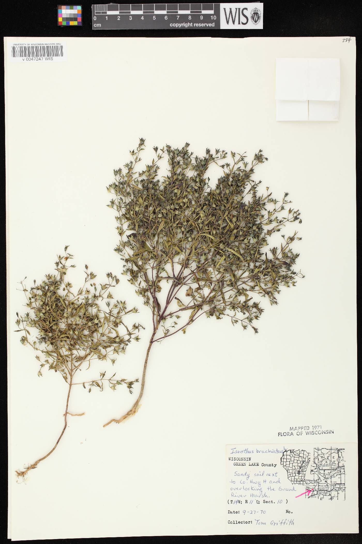 Trichostema brachiatum image