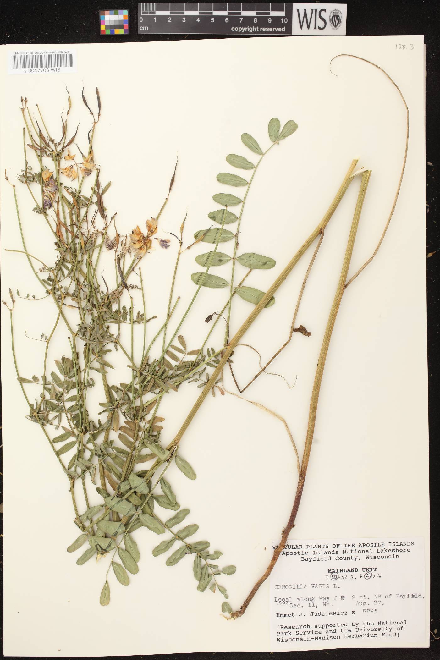 Securigera varia image