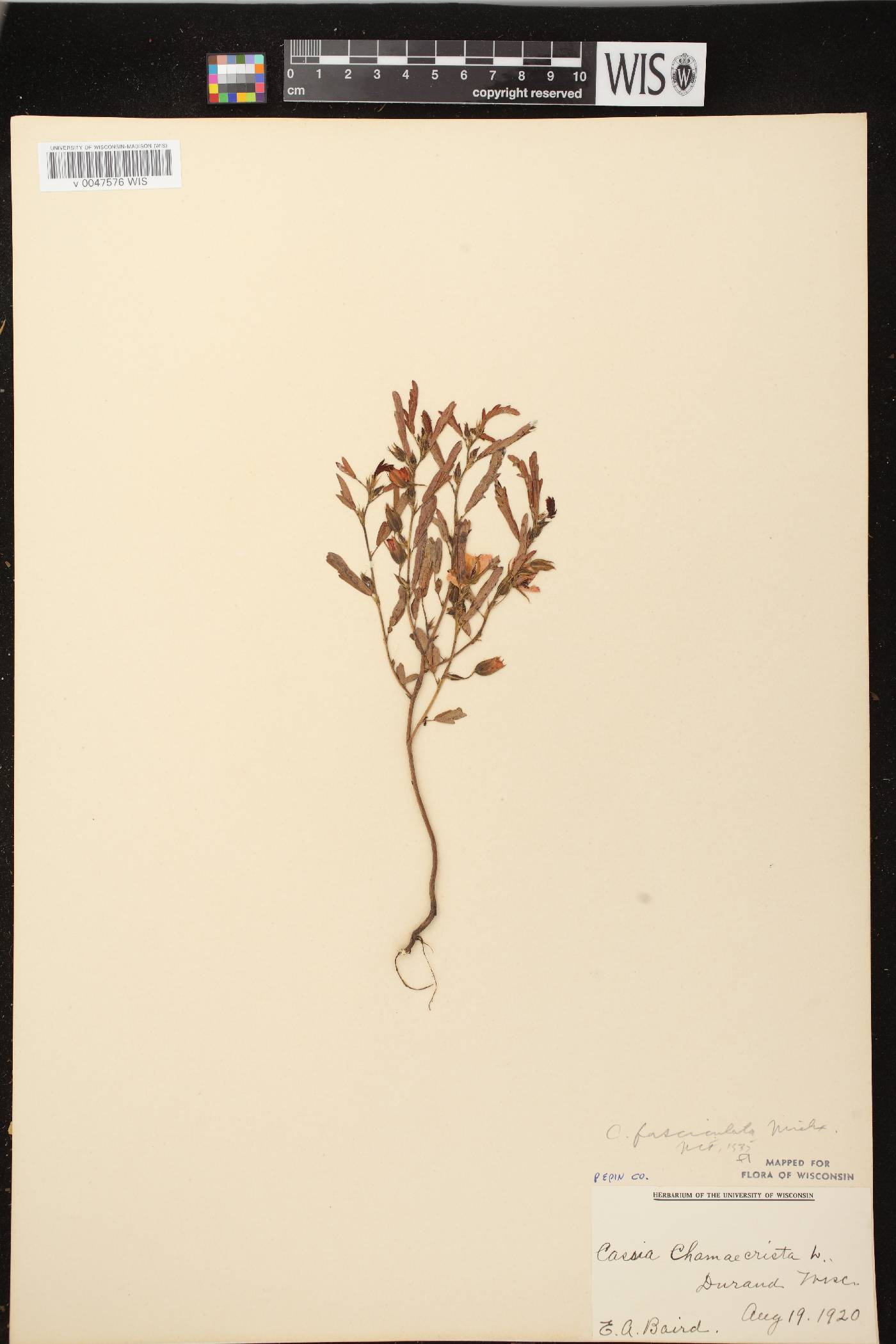 Chamaecrista fasciculata image