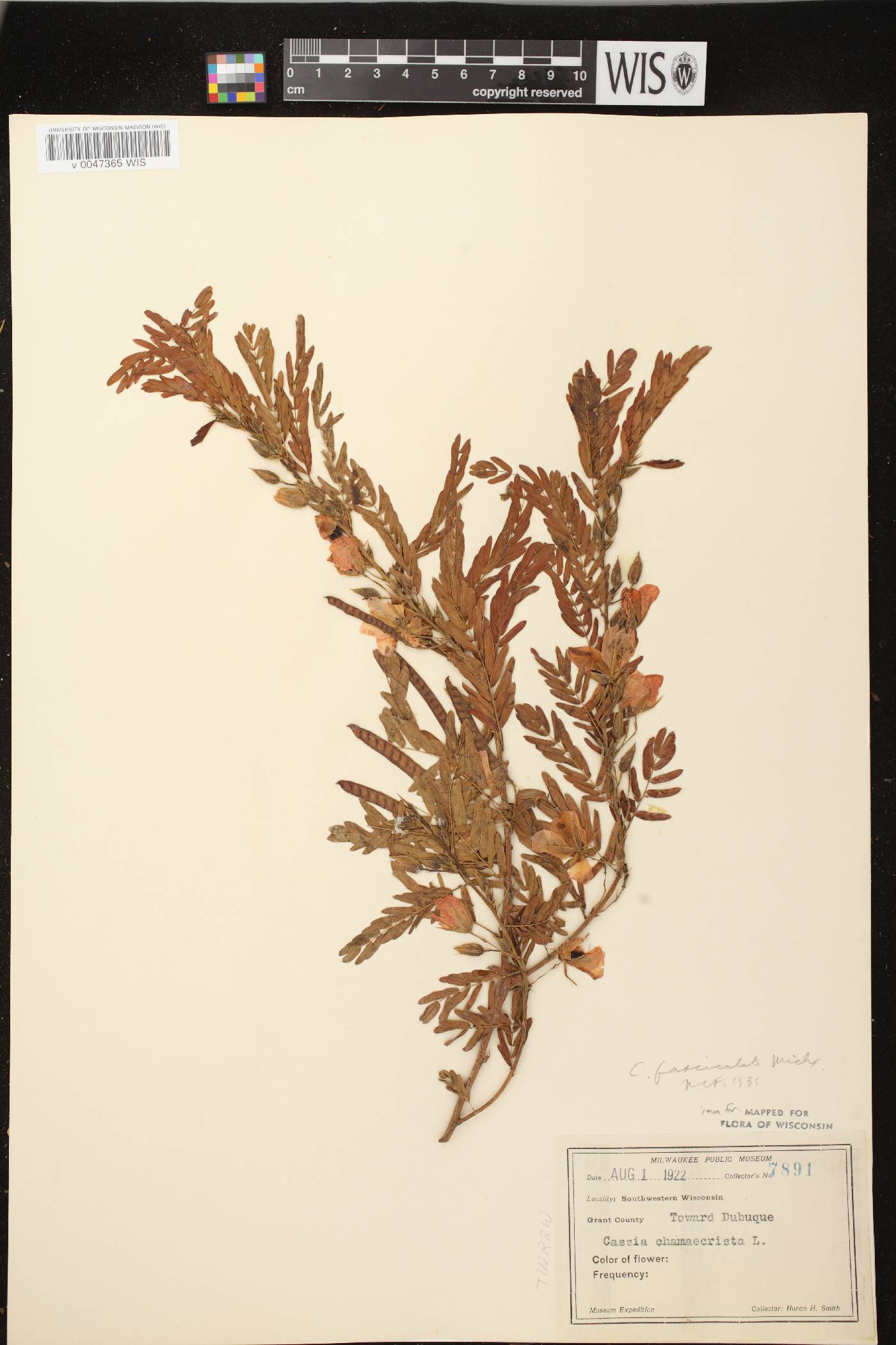 Chamaecrista fasciculata image