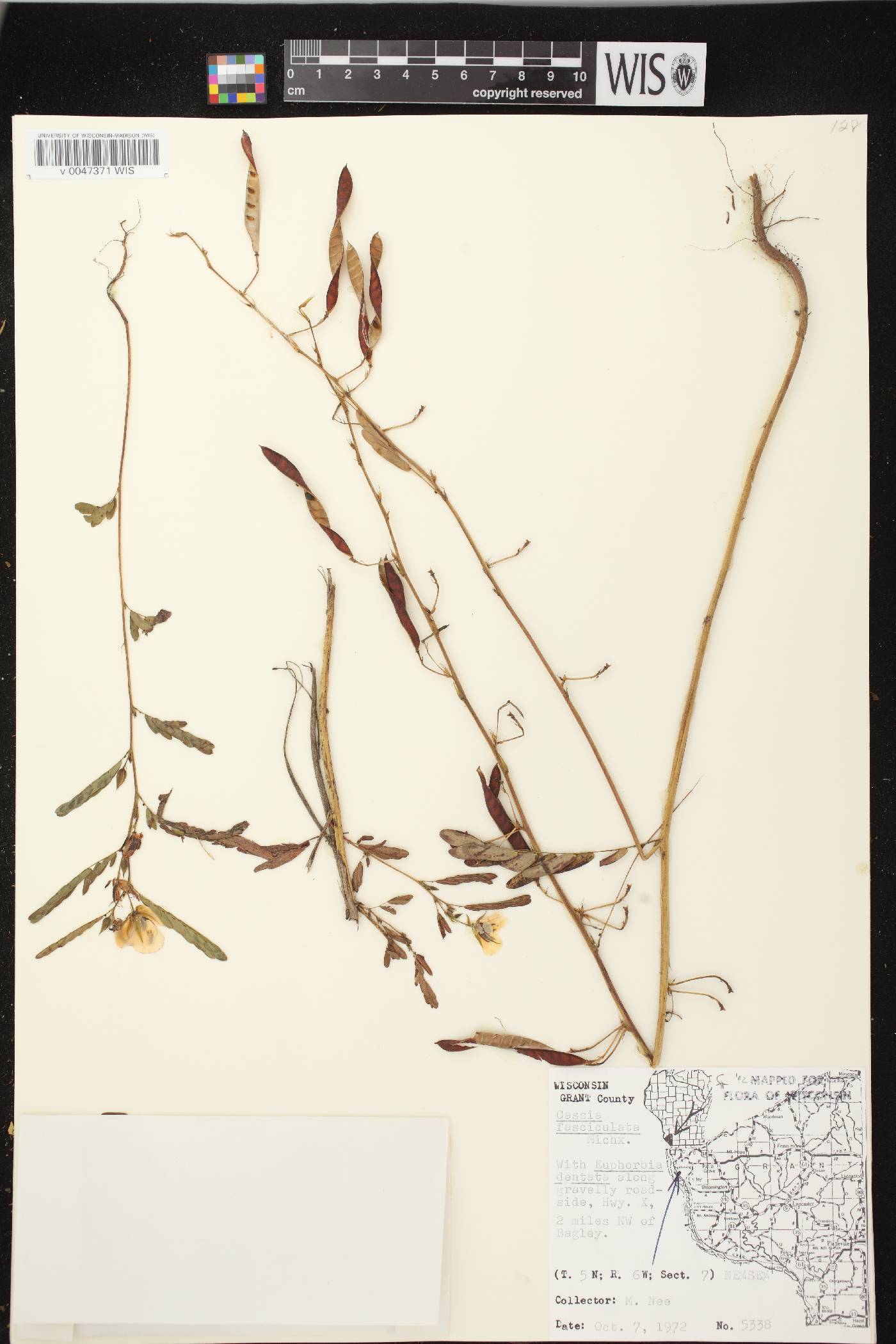 Chamaecrista fasciculata image