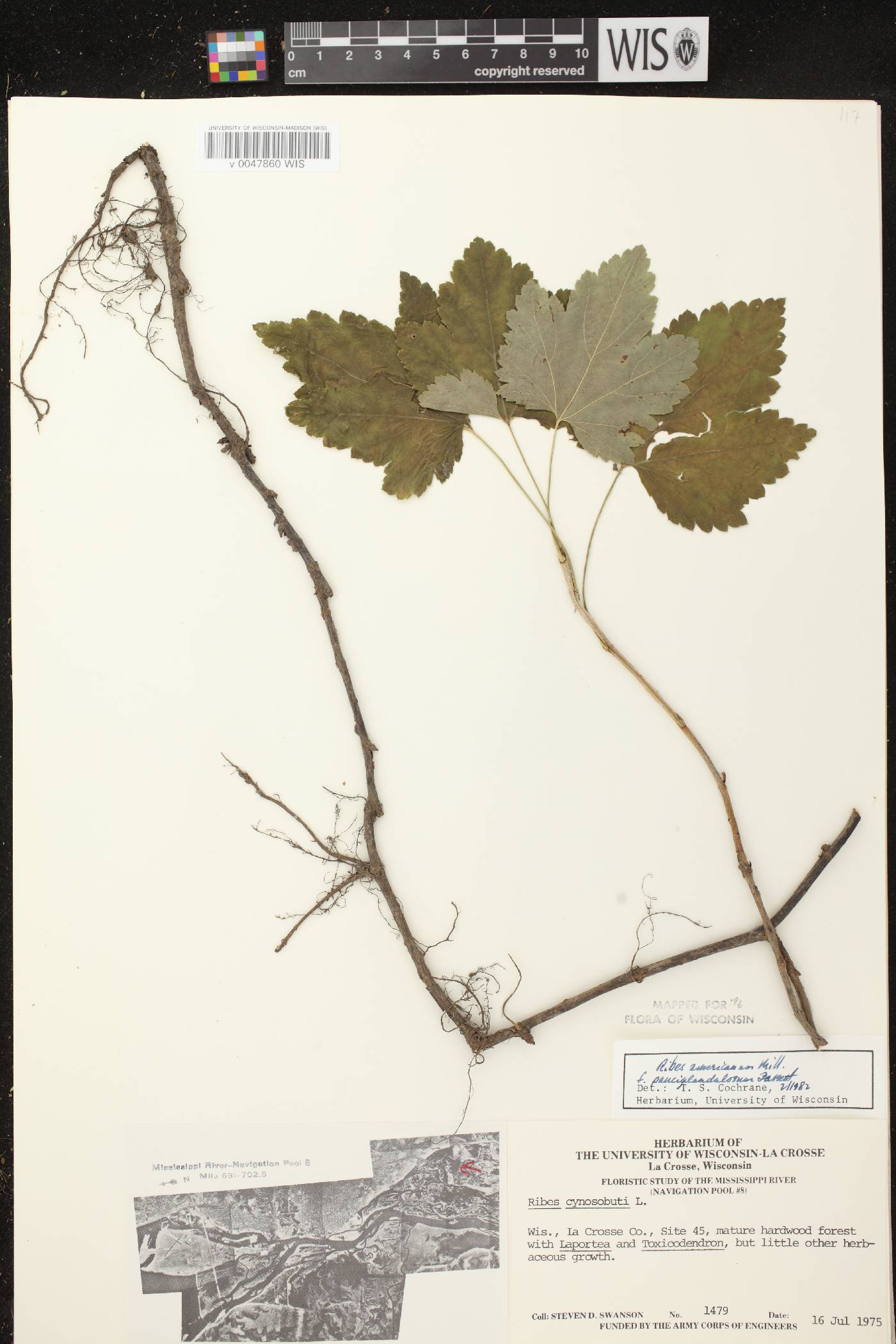 Ribes americanum image