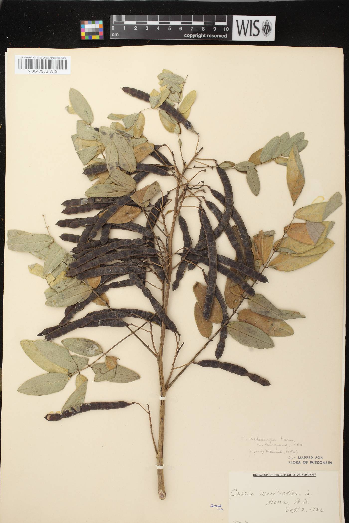 Senna hebecarpa image