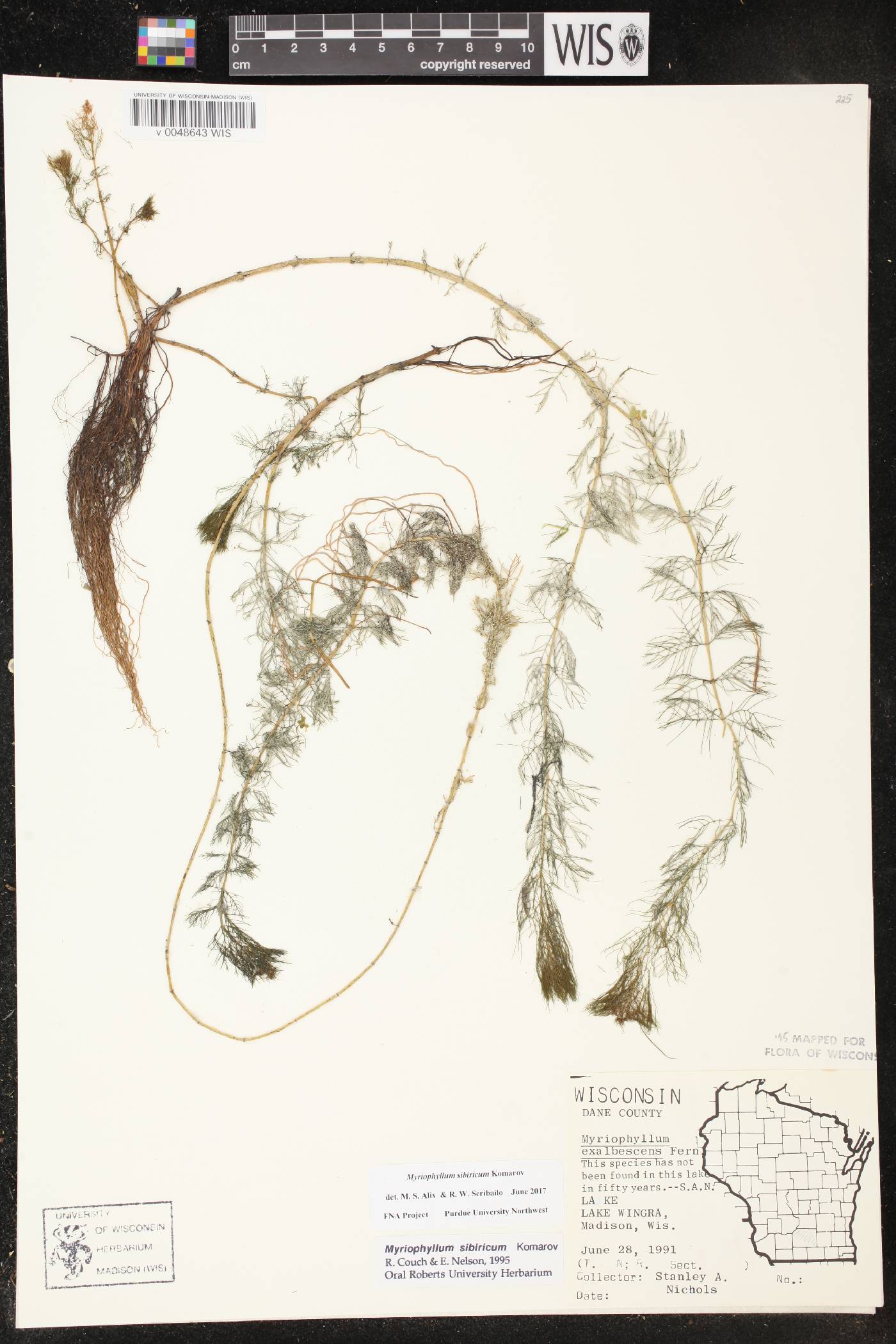 Myriophyllum sibiricum image