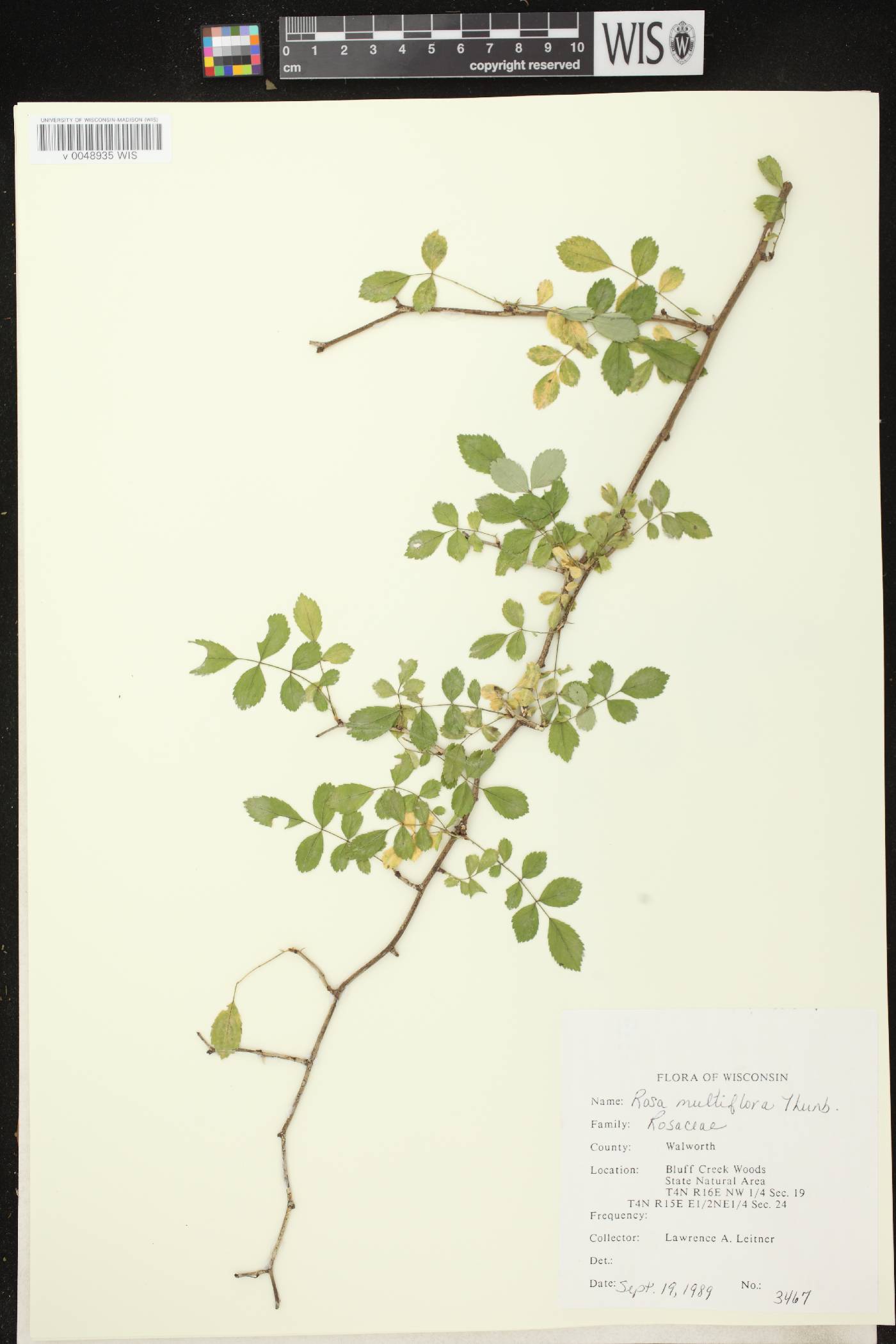 Rosa multiflora image