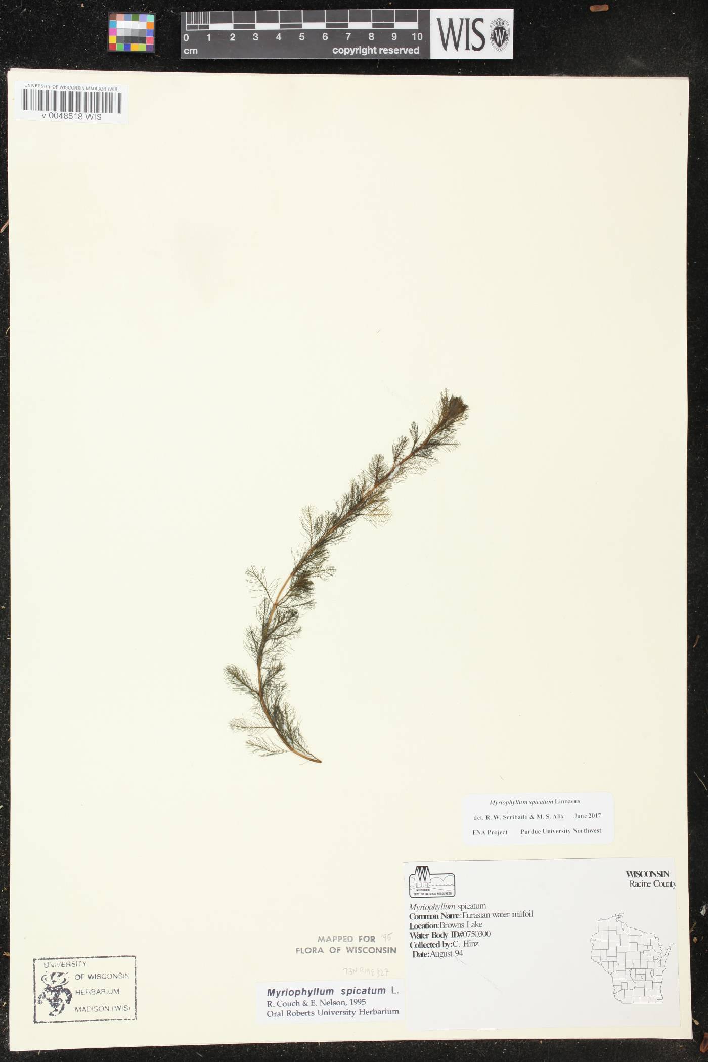 Myriophyllum spicatum image
