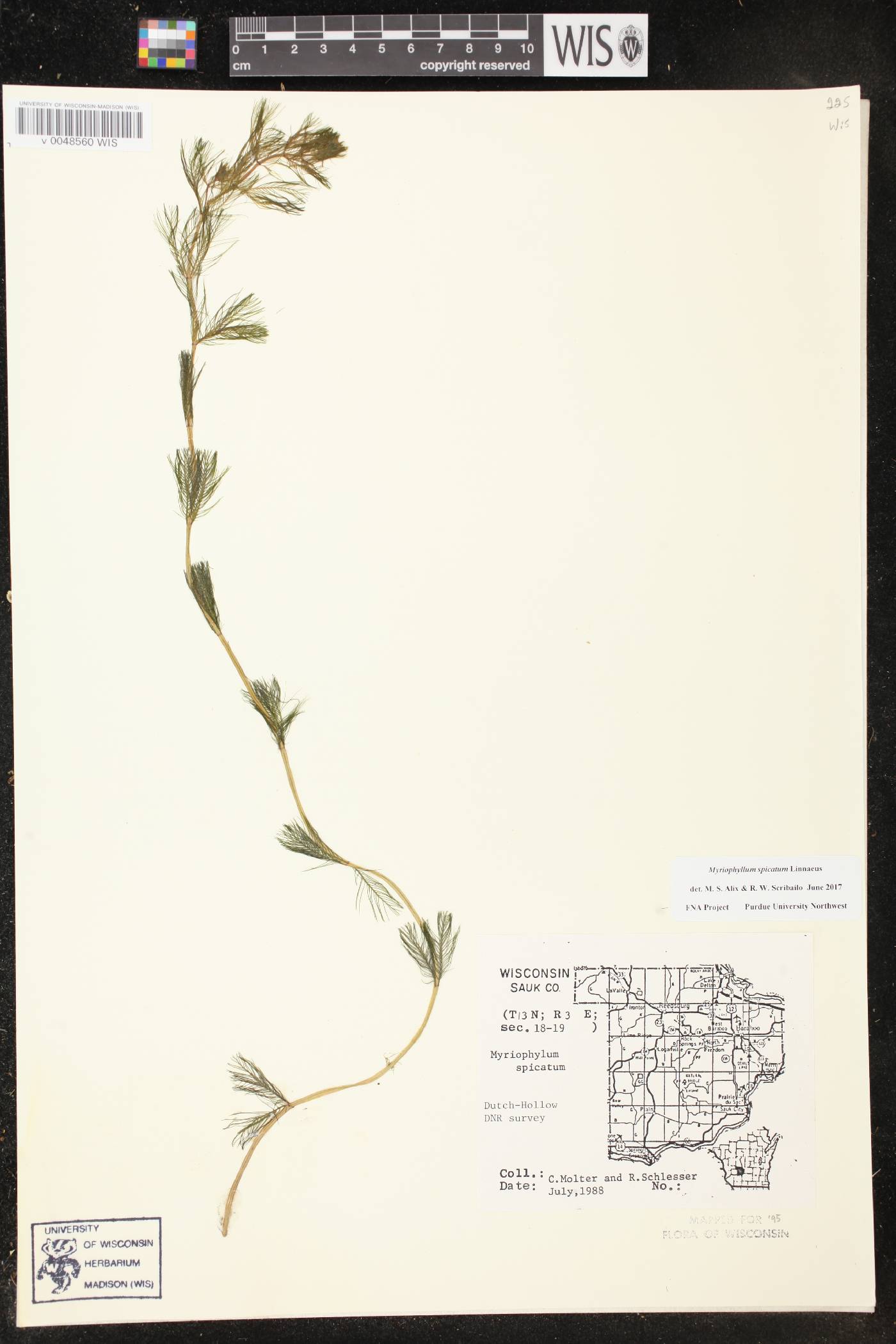 Myriophyllum spicatum image