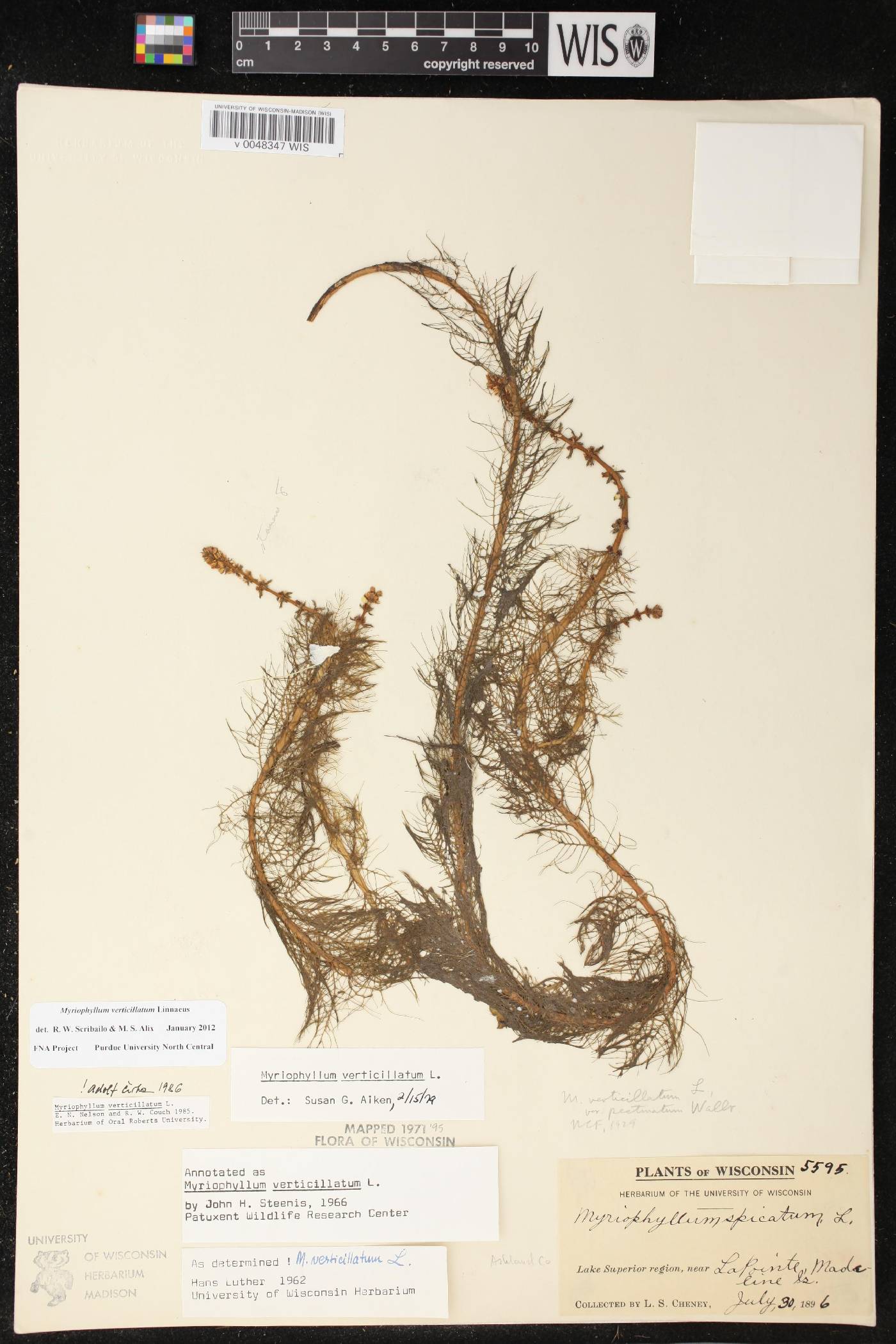 Myriophyllum verticillatum image