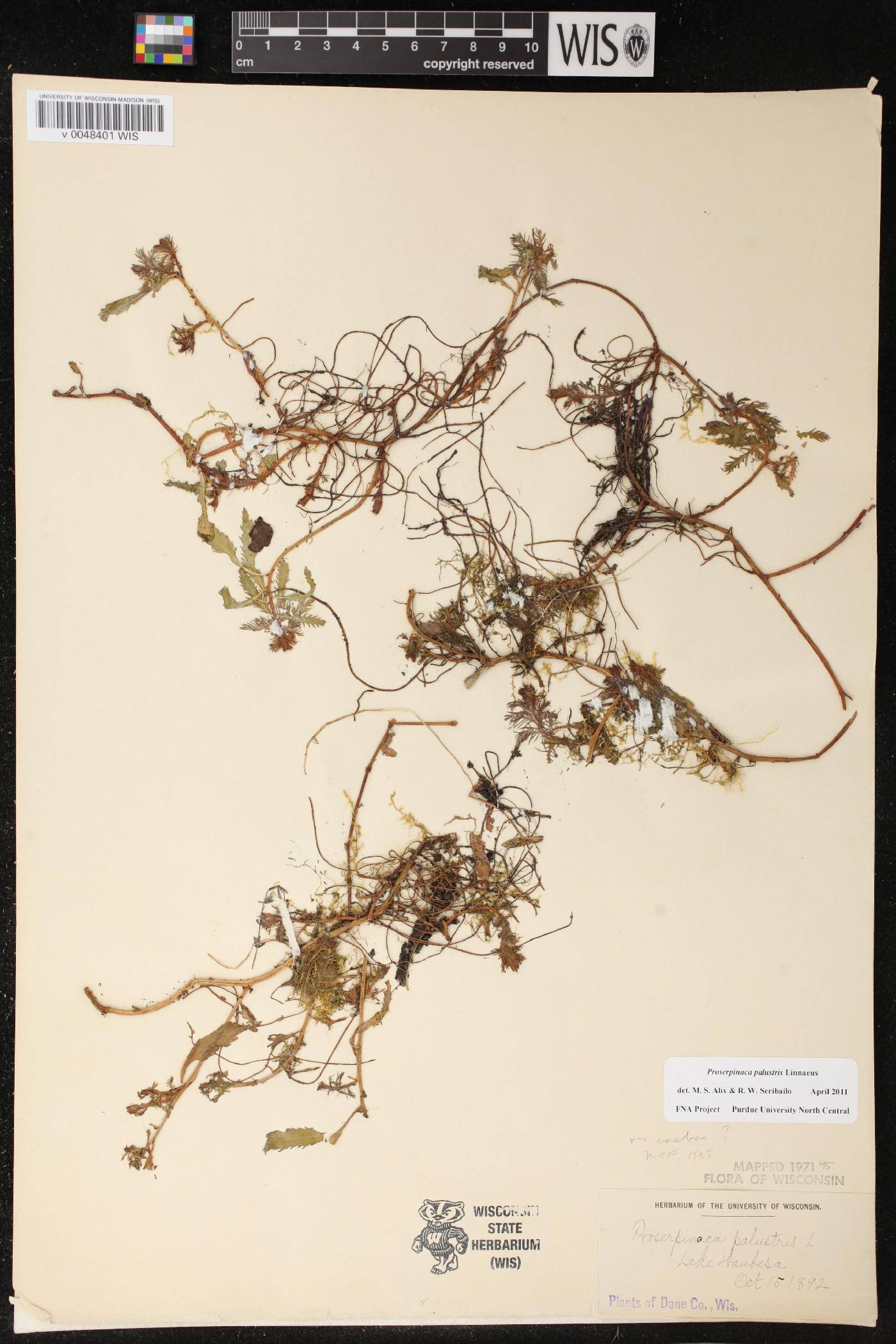 Proserpinaca palustris var. crebra image