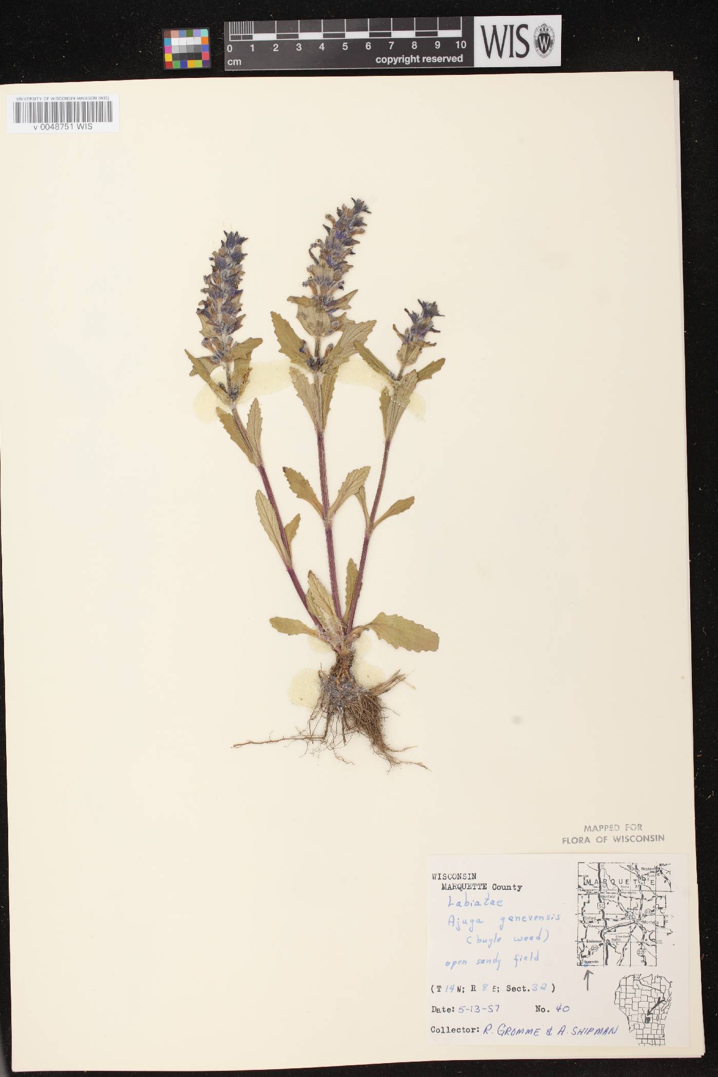Ajuga genevensis image