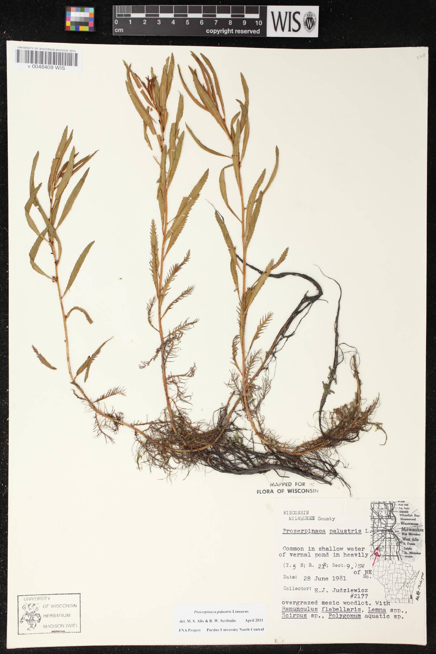 Proserpinaca palustris var. crebra image