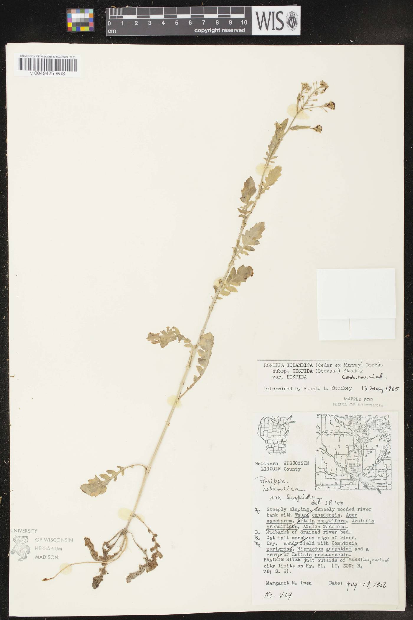 Rorippa palustris subsp. hispida image
