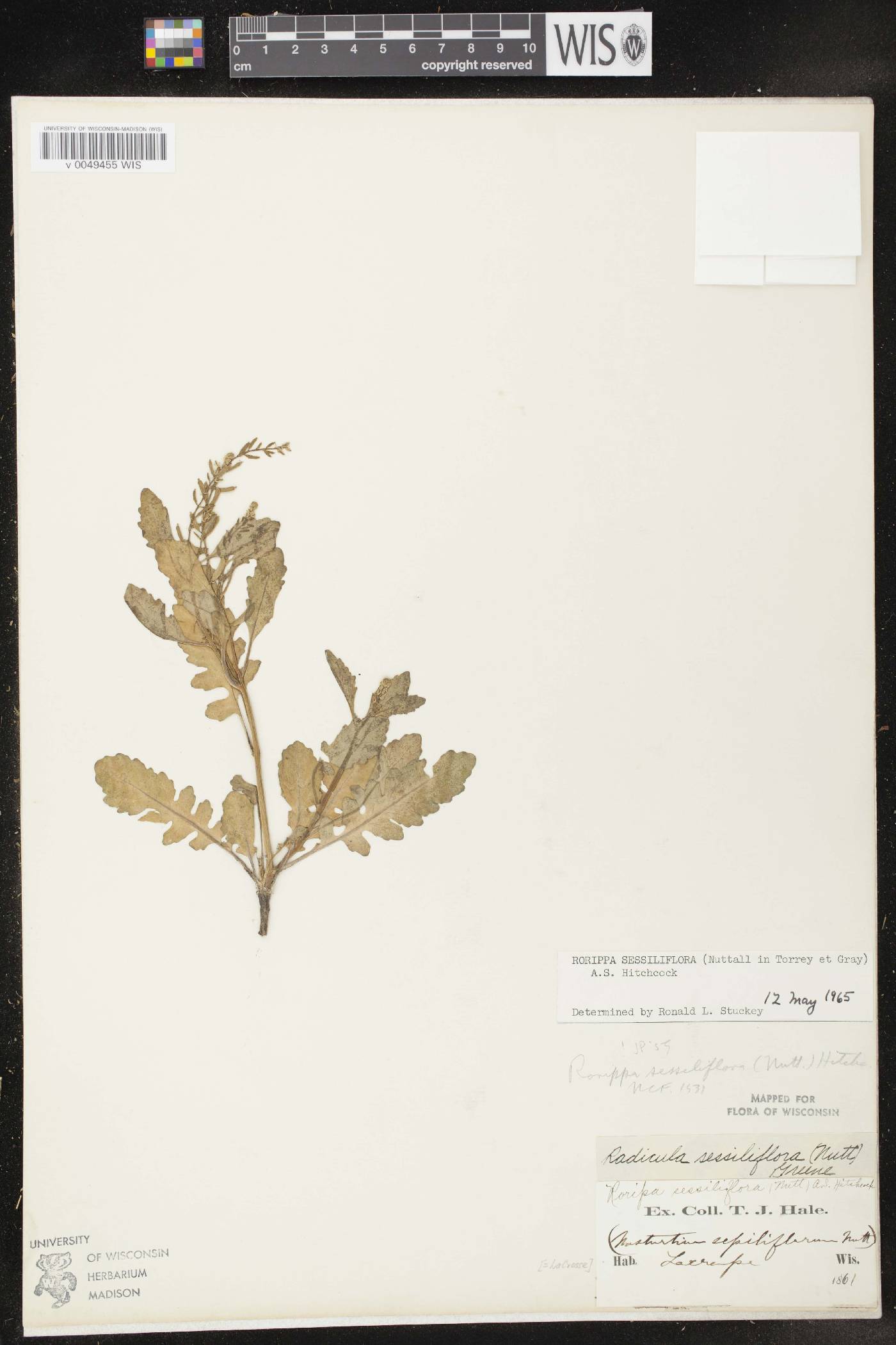 Rorippa sessiliflora image