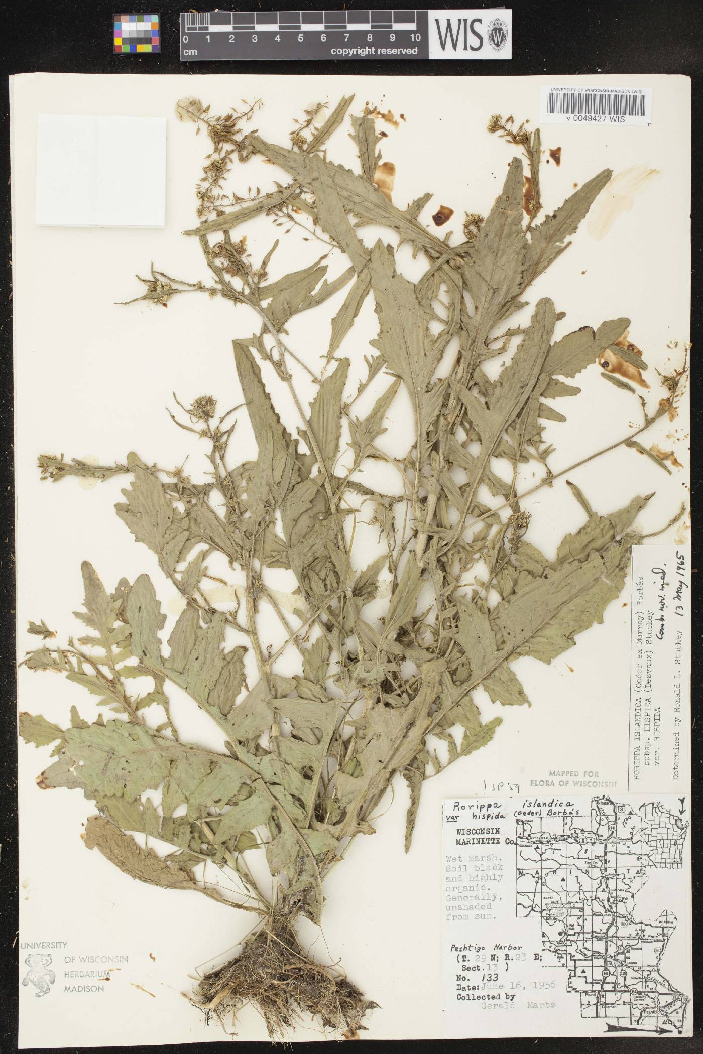 Rorippa palustris subsp. hispida image