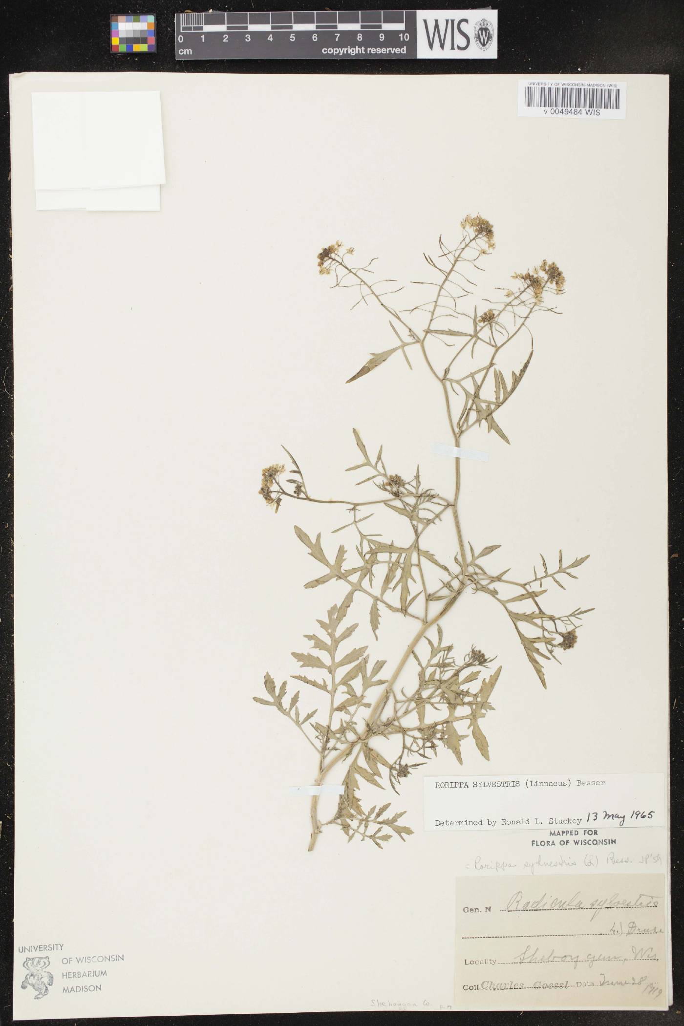 Rorippa sylvestris image