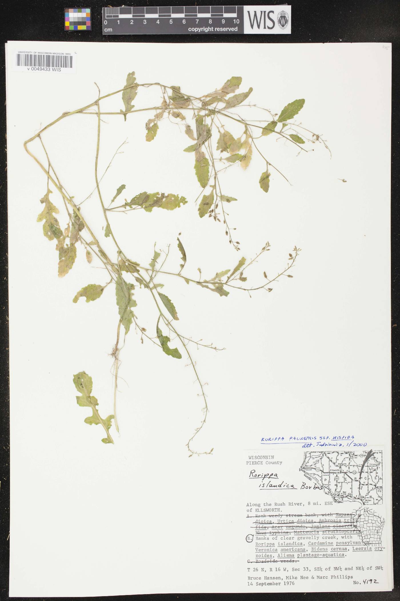Rorippa palustris subsp. hispida image