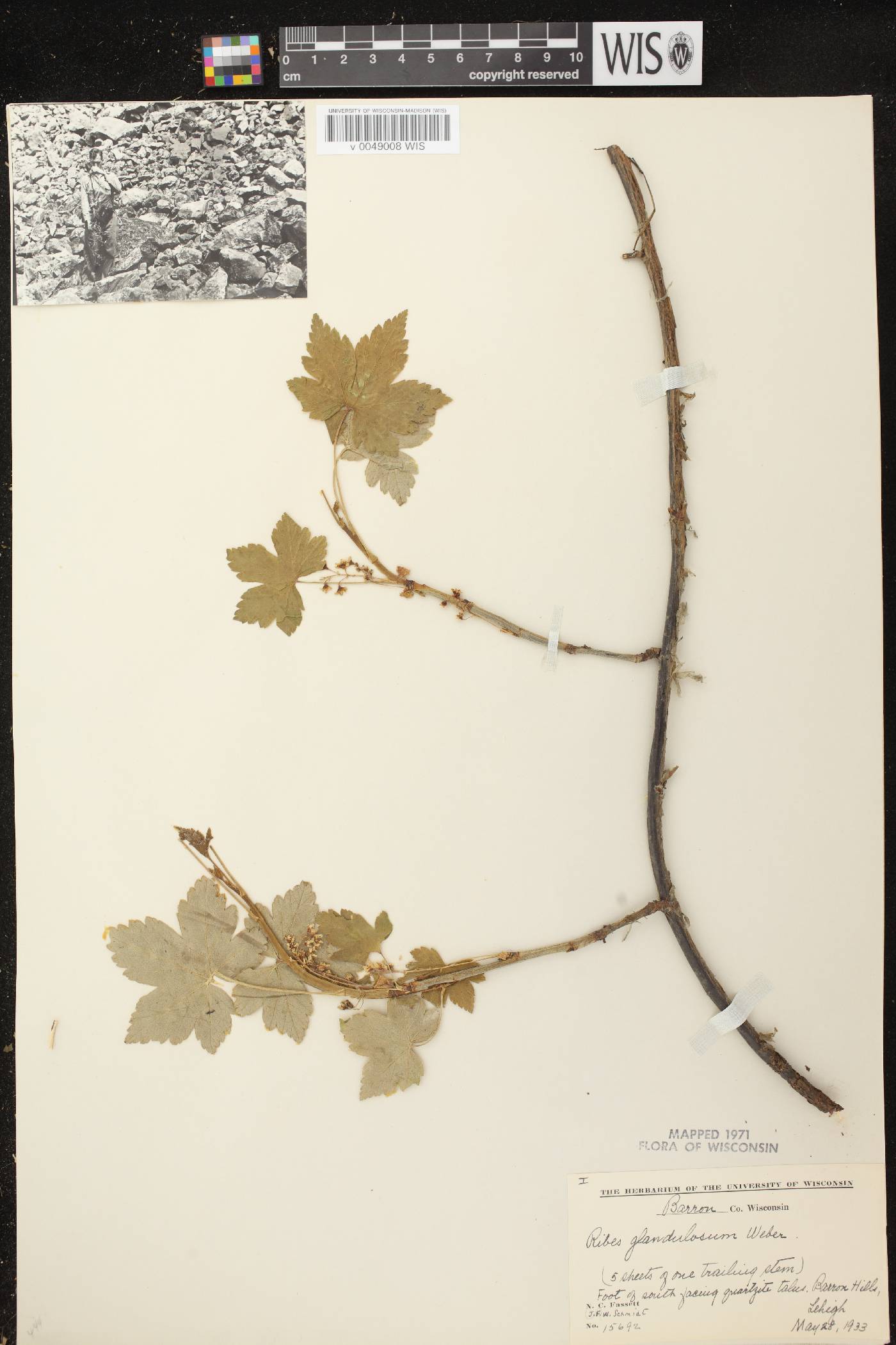 Ribes glandulosum image