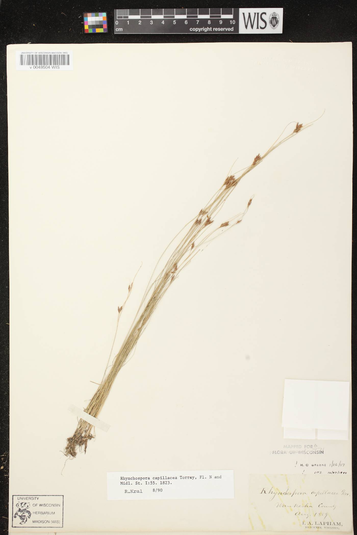 Rhynchospora capillacea image
