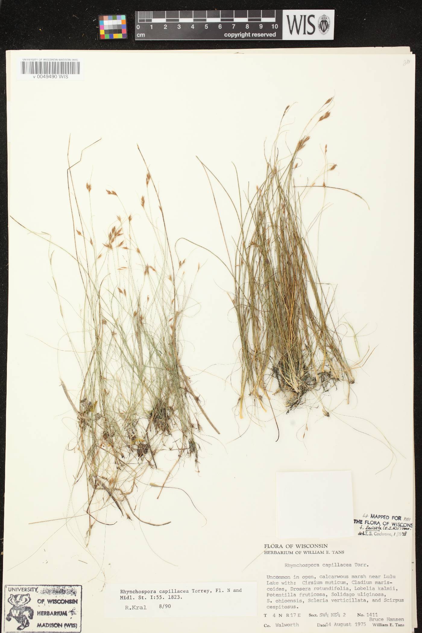 Rhynchospora capillacea image