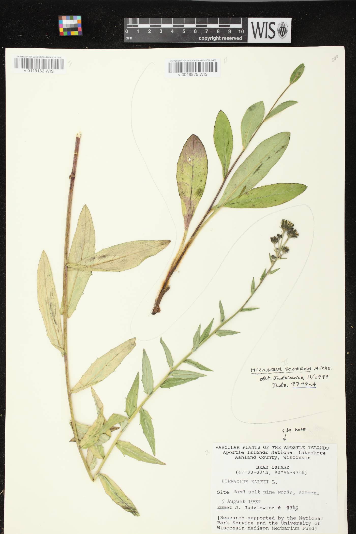 Hieracium umbellatum image